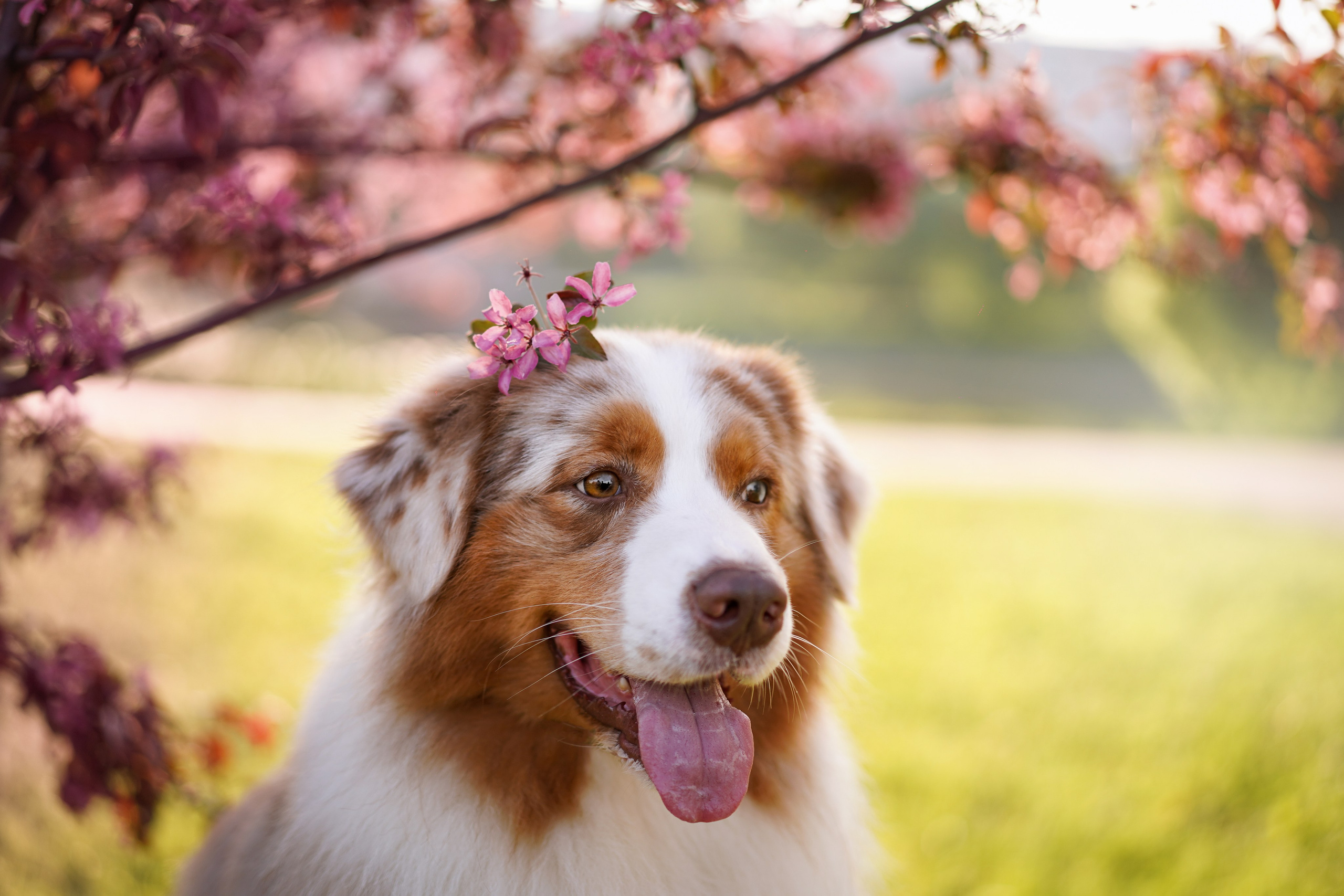 Аусси в Яблоневом саду. Фотограф-анималист в Санкт-Петербурге Яна Мартынова
