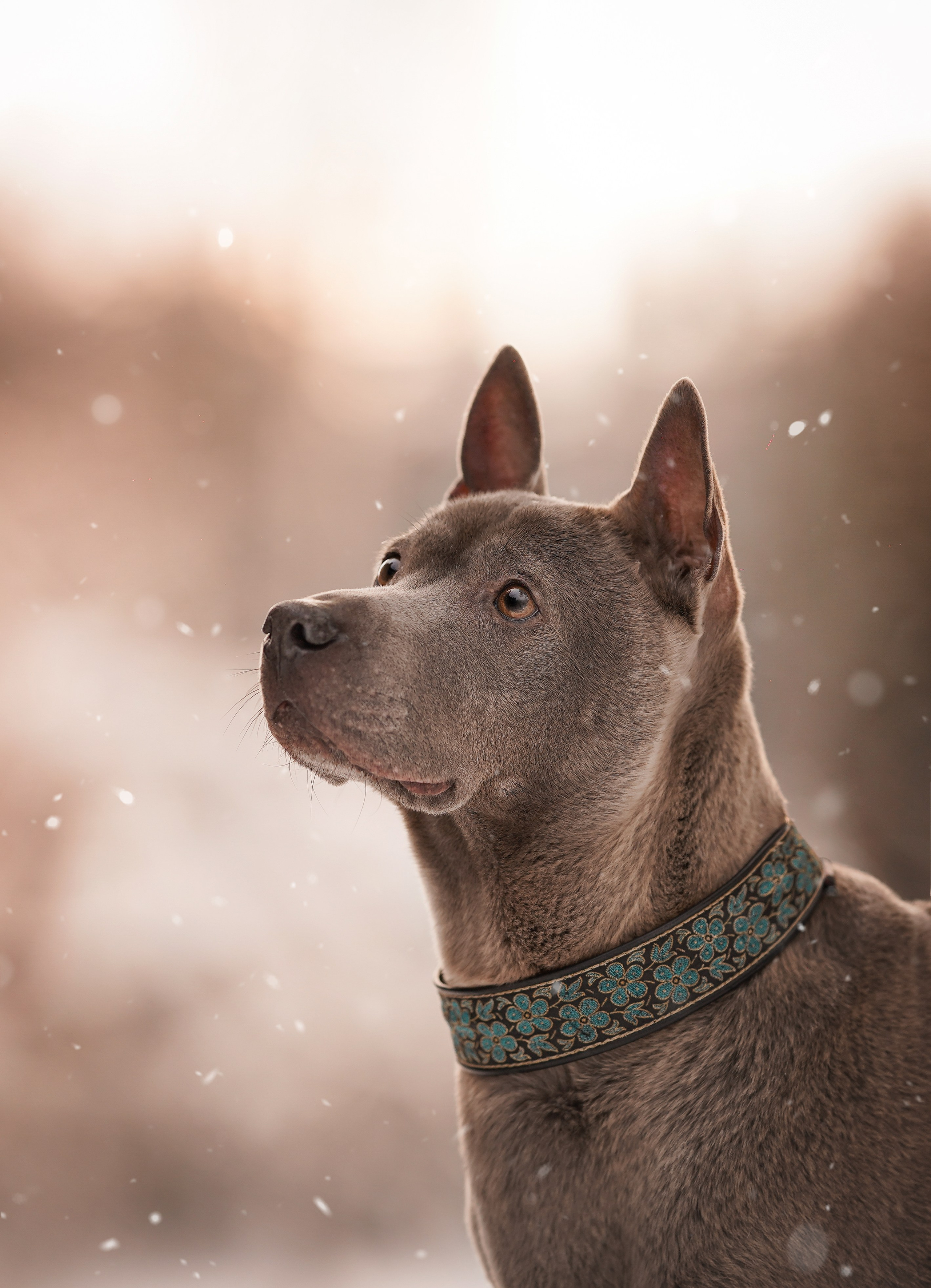 Даша Илья Вениамина и Мэдиссон. Фотограф-анималист в Санкт-Петербурге Яна Мартынова