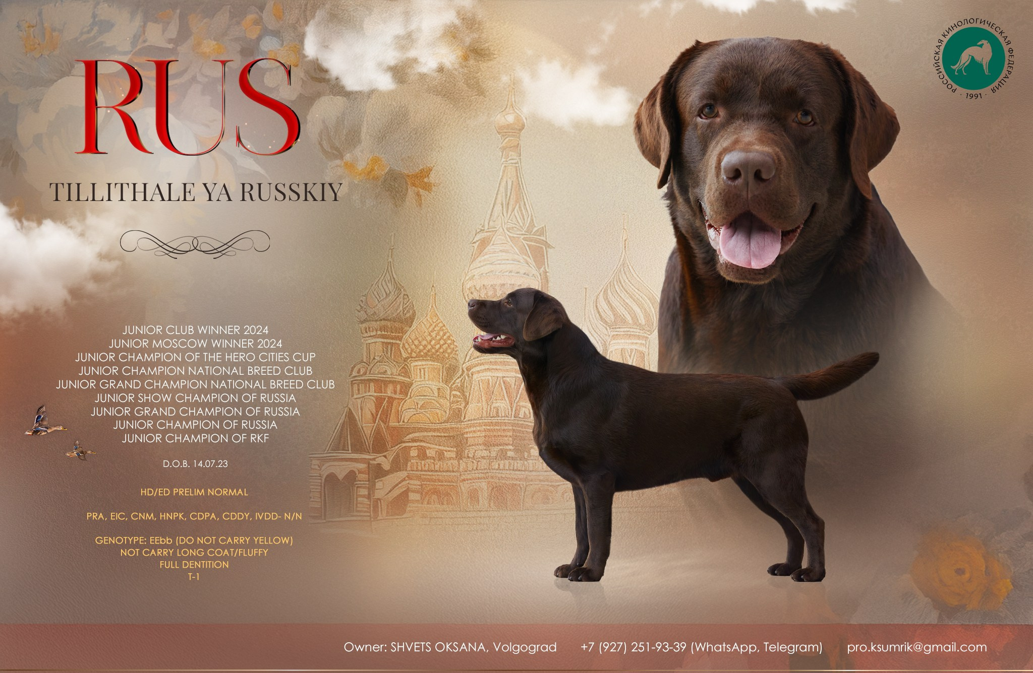 Презентация кобеля лабрадор