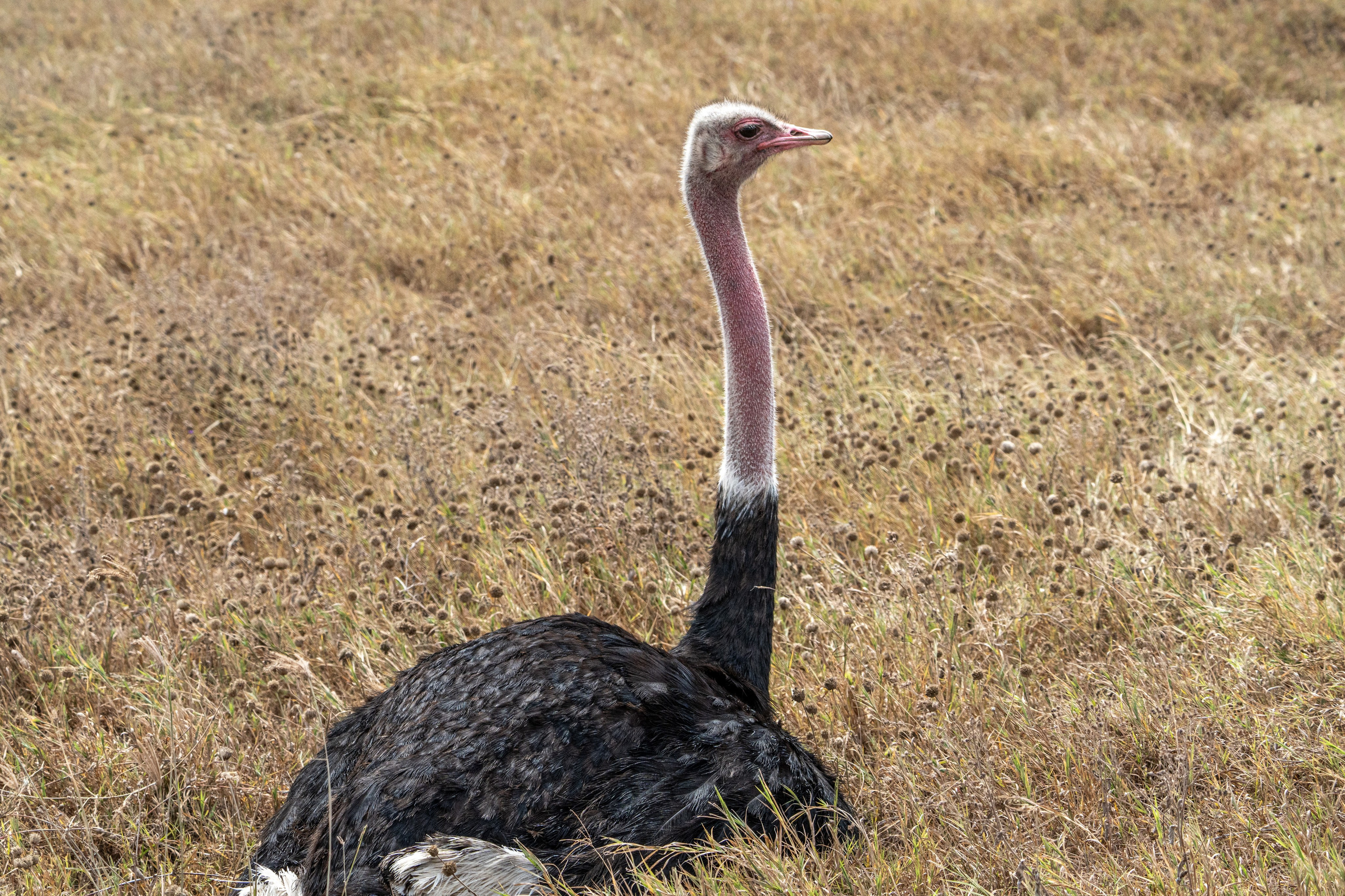 Танзания, сафари, 2025. Творческие сьемки