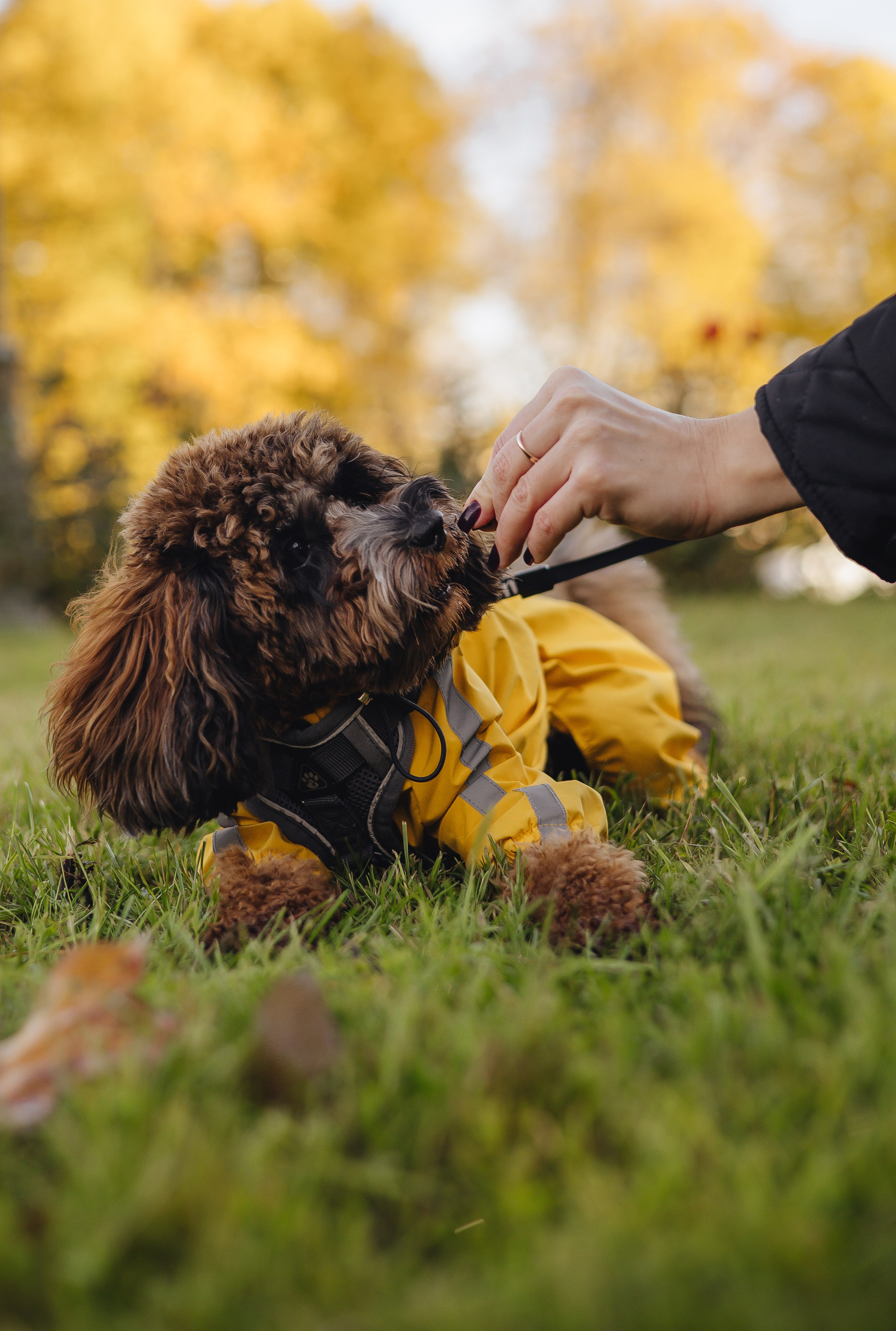 Летающая Мерси