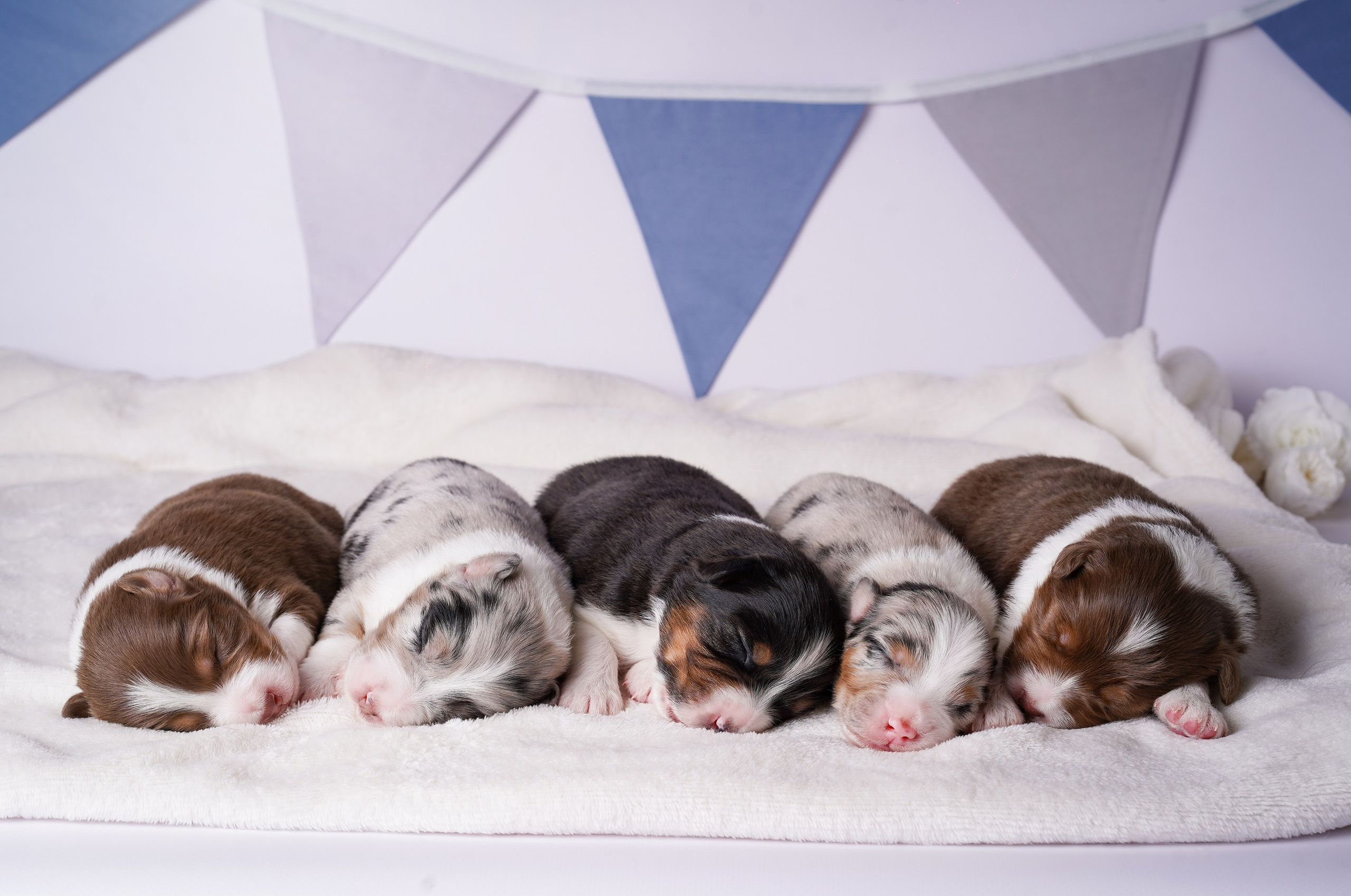 Щенки австралийской овчарки. Фотограф-анималист в Санкт-Петербурге Яна Мартынова