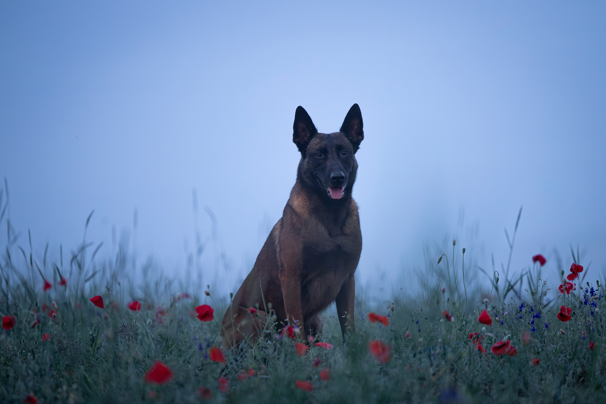 Маковое поле. Фотограф-анималист Анна Маринич