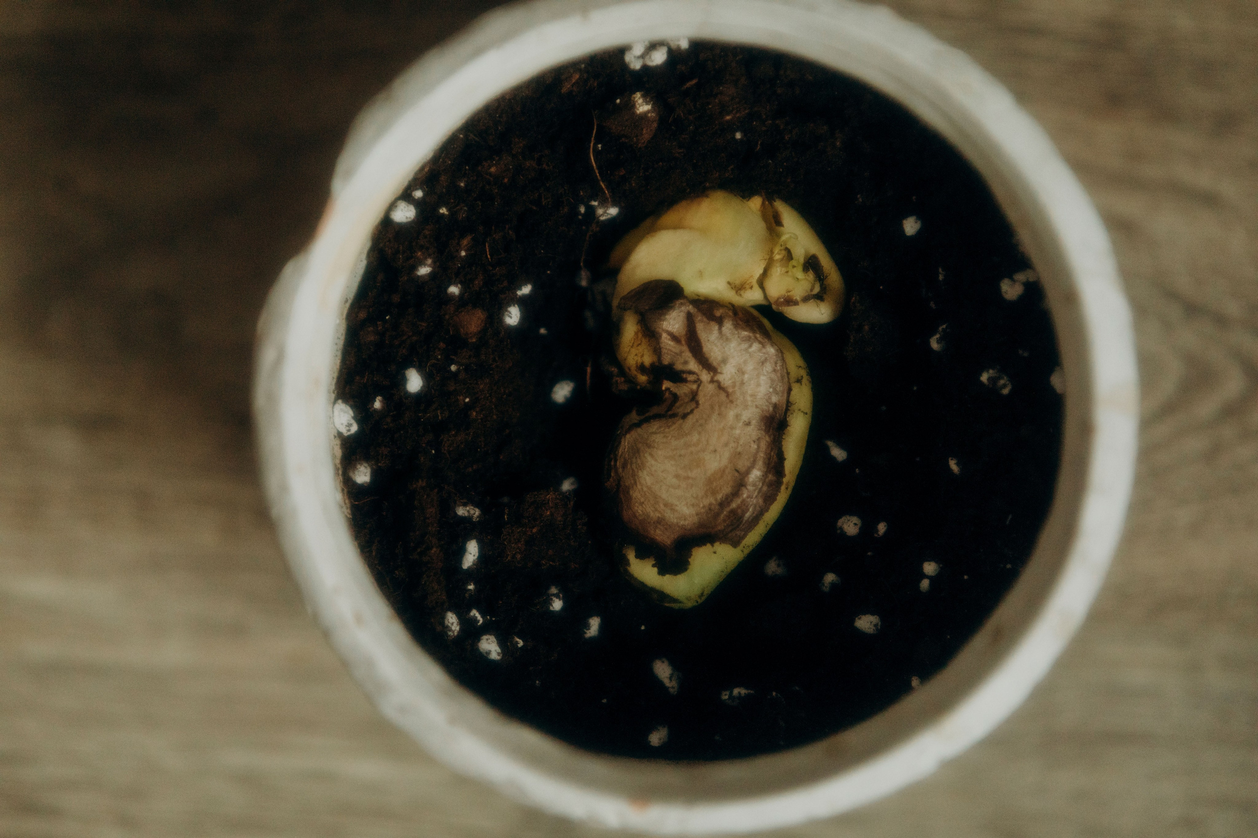 Наши росточки. Свадебный и семейный фотограф Арестенко Анастасия