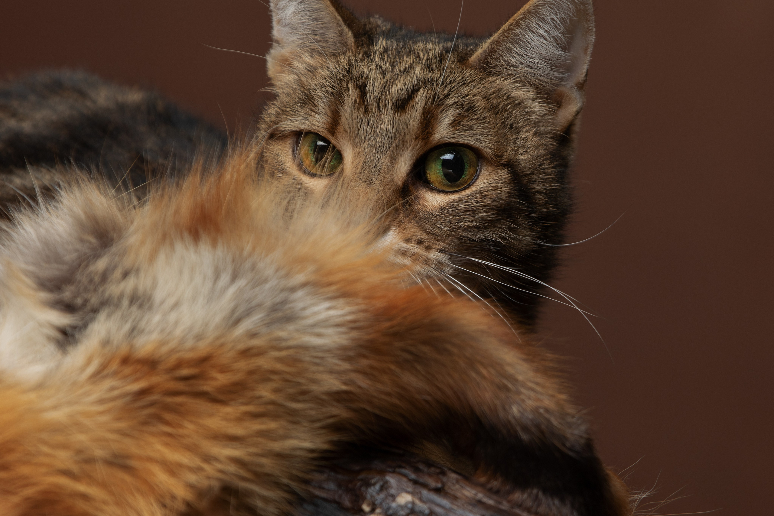 Кошки. Фотограф-анималист Юлия Зубкова