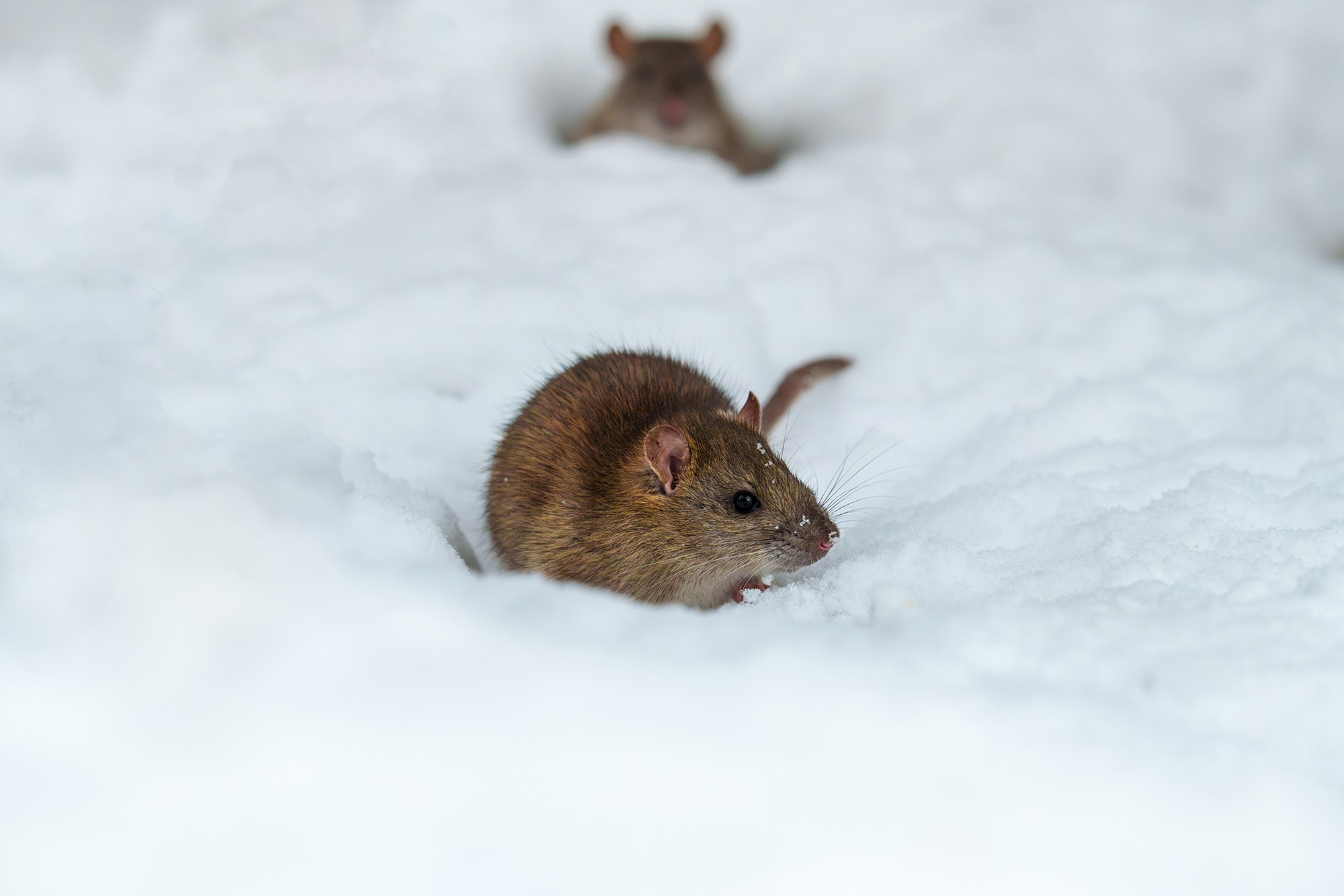 Животные. Ваш личный фотограф Марина Волкова