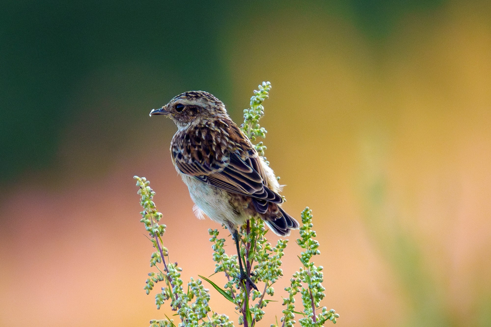 Удивительные мир птиц. Вокруг нас столько прекрасного — присмотритесь!. Ваш личный фотограф Марина Волкова