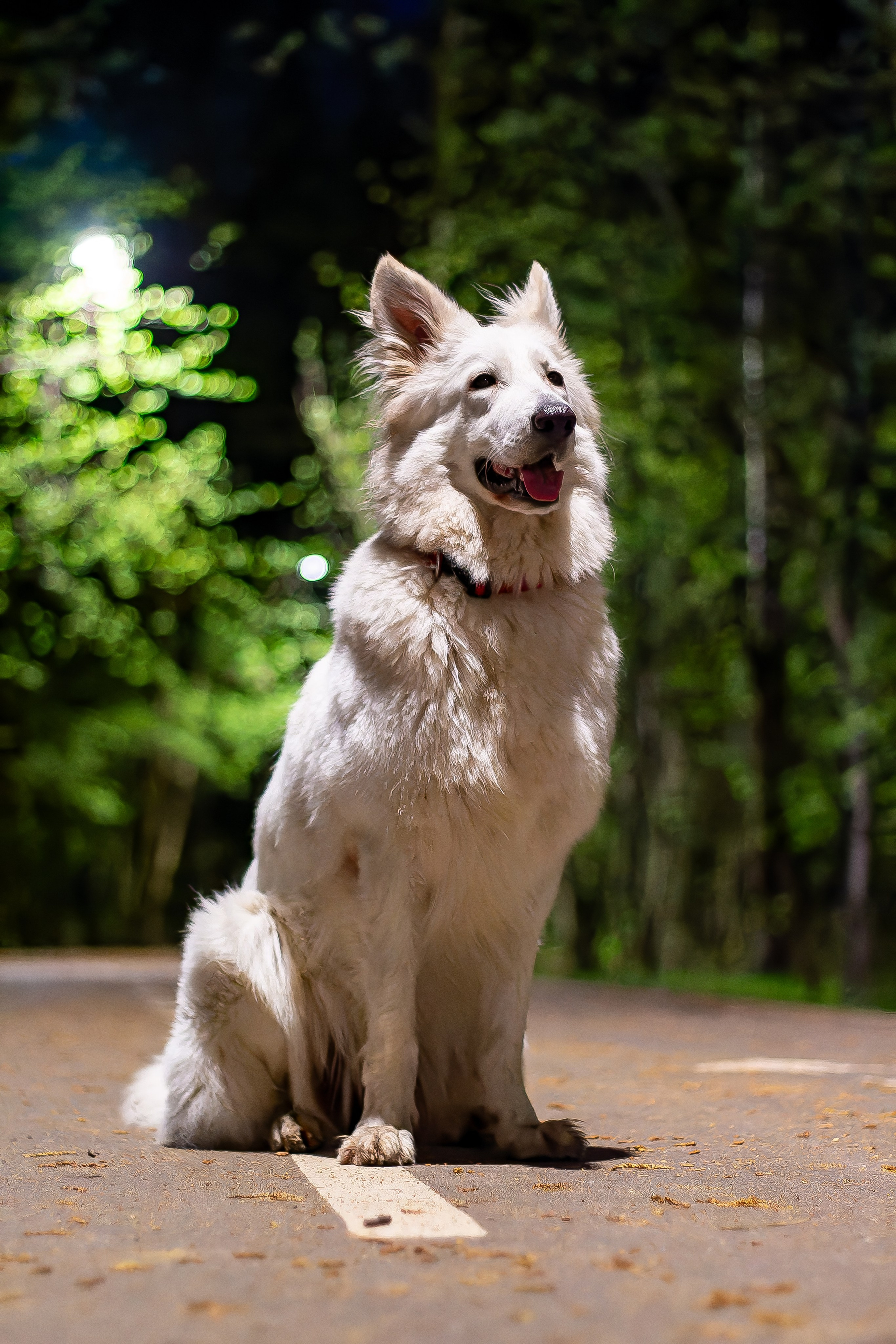 Я в душе волк!. Фотограф • Орехово-Зуево • Балашиха • TEFO