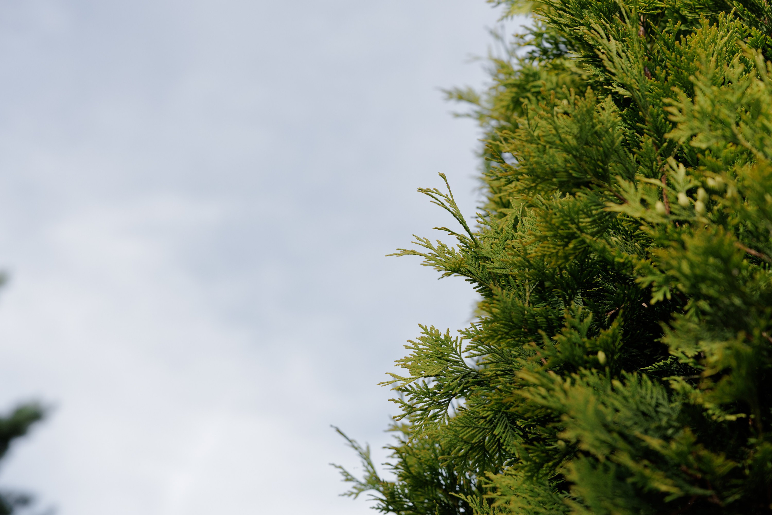 Свадьбы. Свадебный фотограф