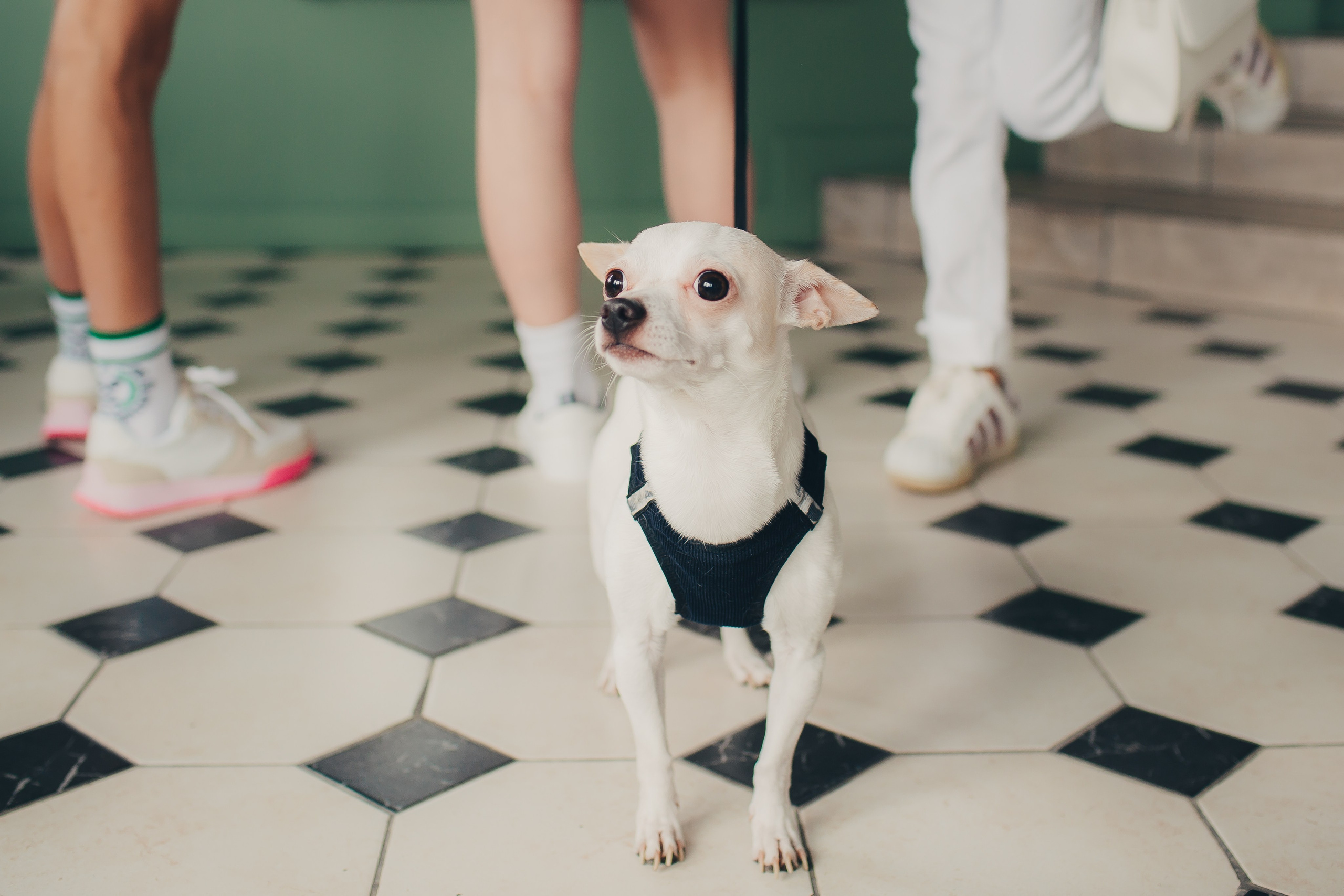 Съёмка подружками в кафе. Фотограф Евгения Мальцева, Архангельск