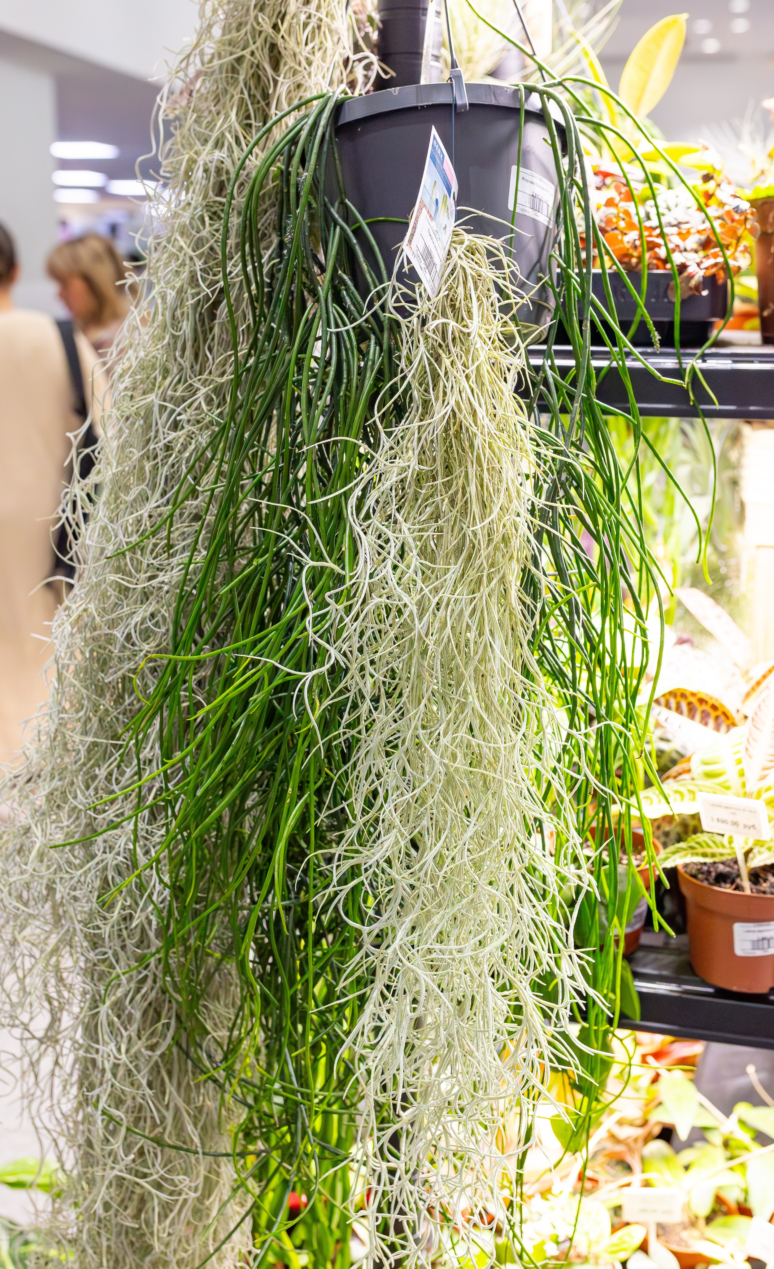 Орхидиум сентябрь 2025. Александра Куликова фотограф, Москва