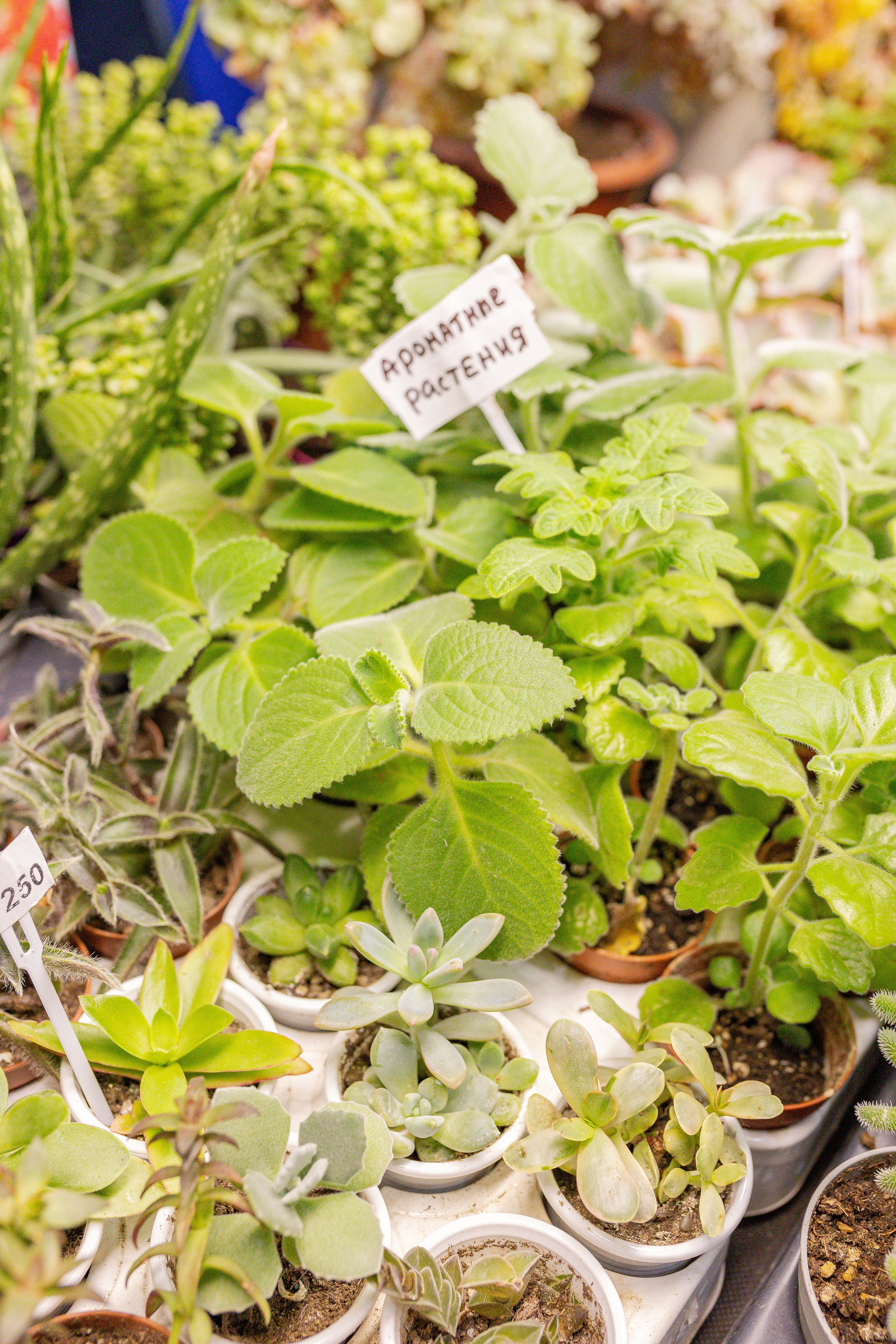 Монстериум апрель 2026. Александра Куликова фотограф, Москва