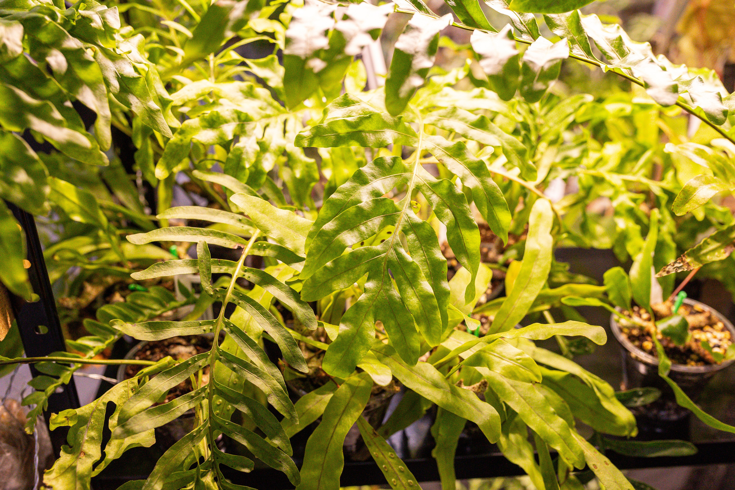 Монстериум 11–12 октября. Александра Куликова фотограф, Москва