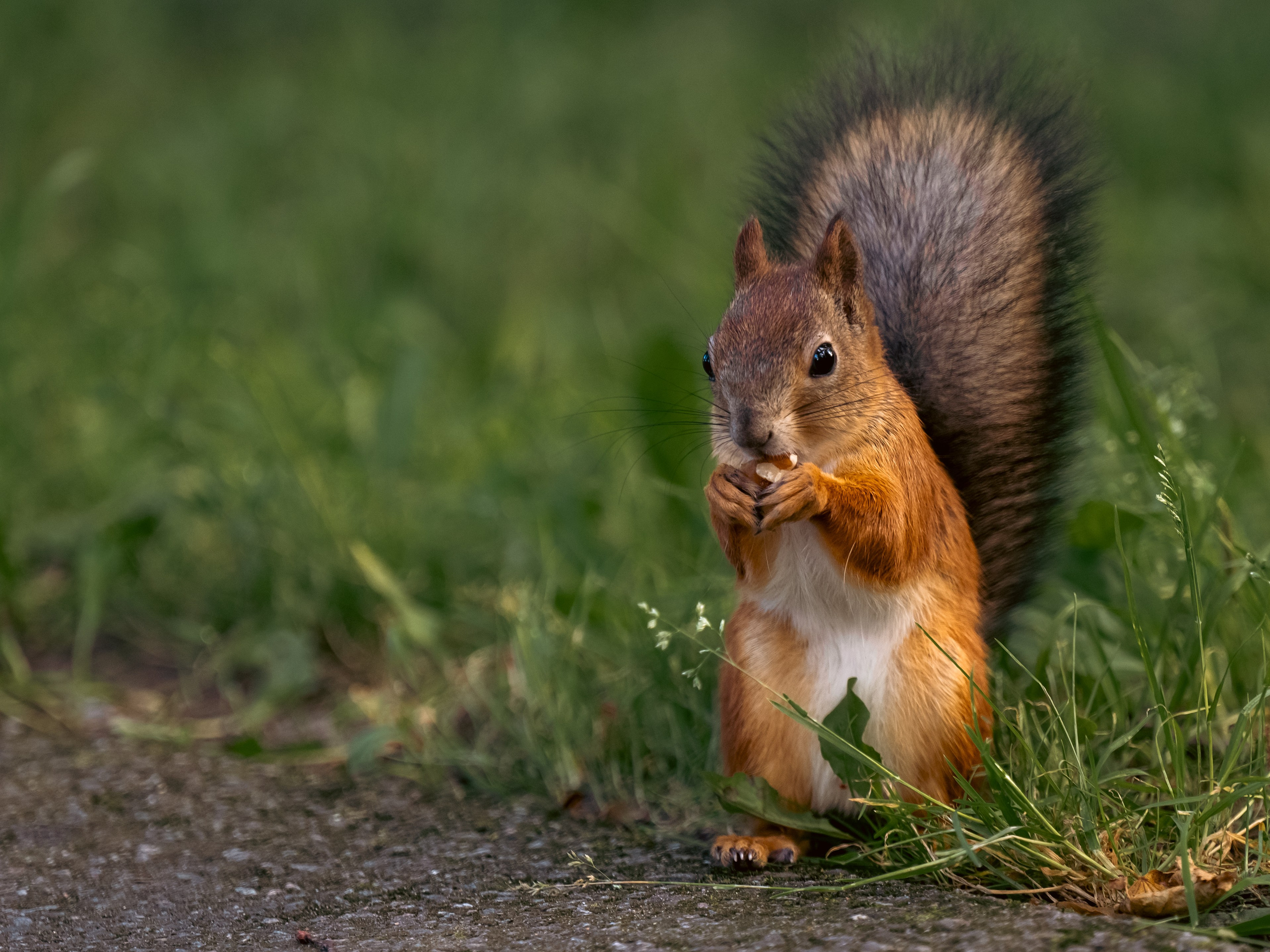 Разное. Фотограф в Санкт-Петербурге Станислав Михайлов