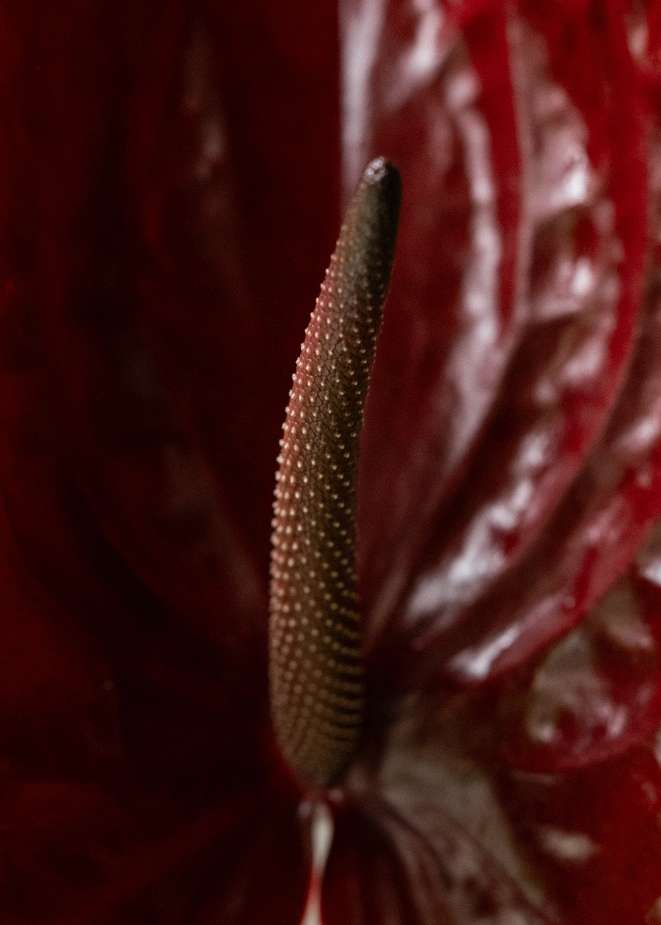 Elegant episode part III. Свадебный фотограф Нижний Новгород, Москва