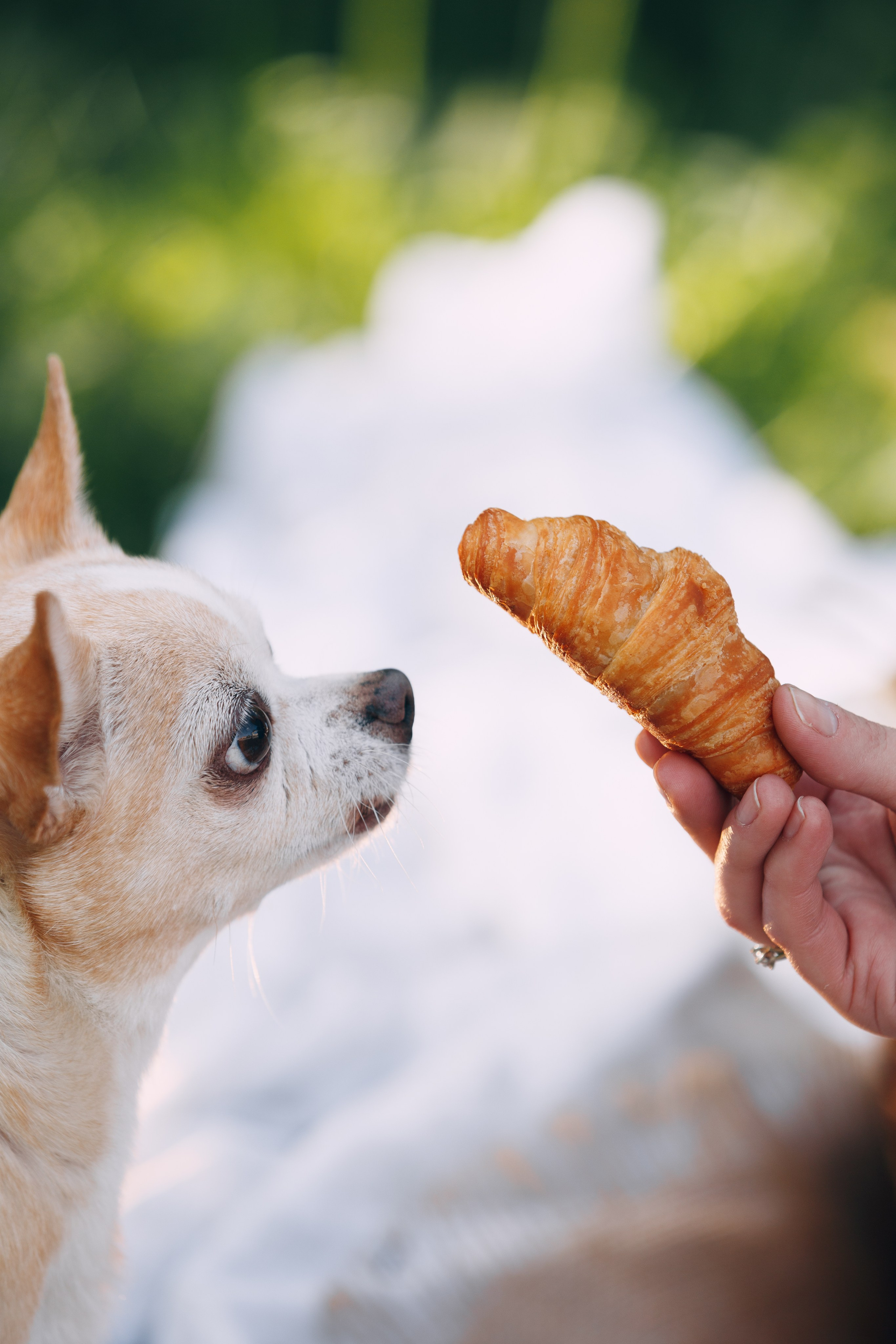 Фотограф анималист Кристина Карпова, Москва