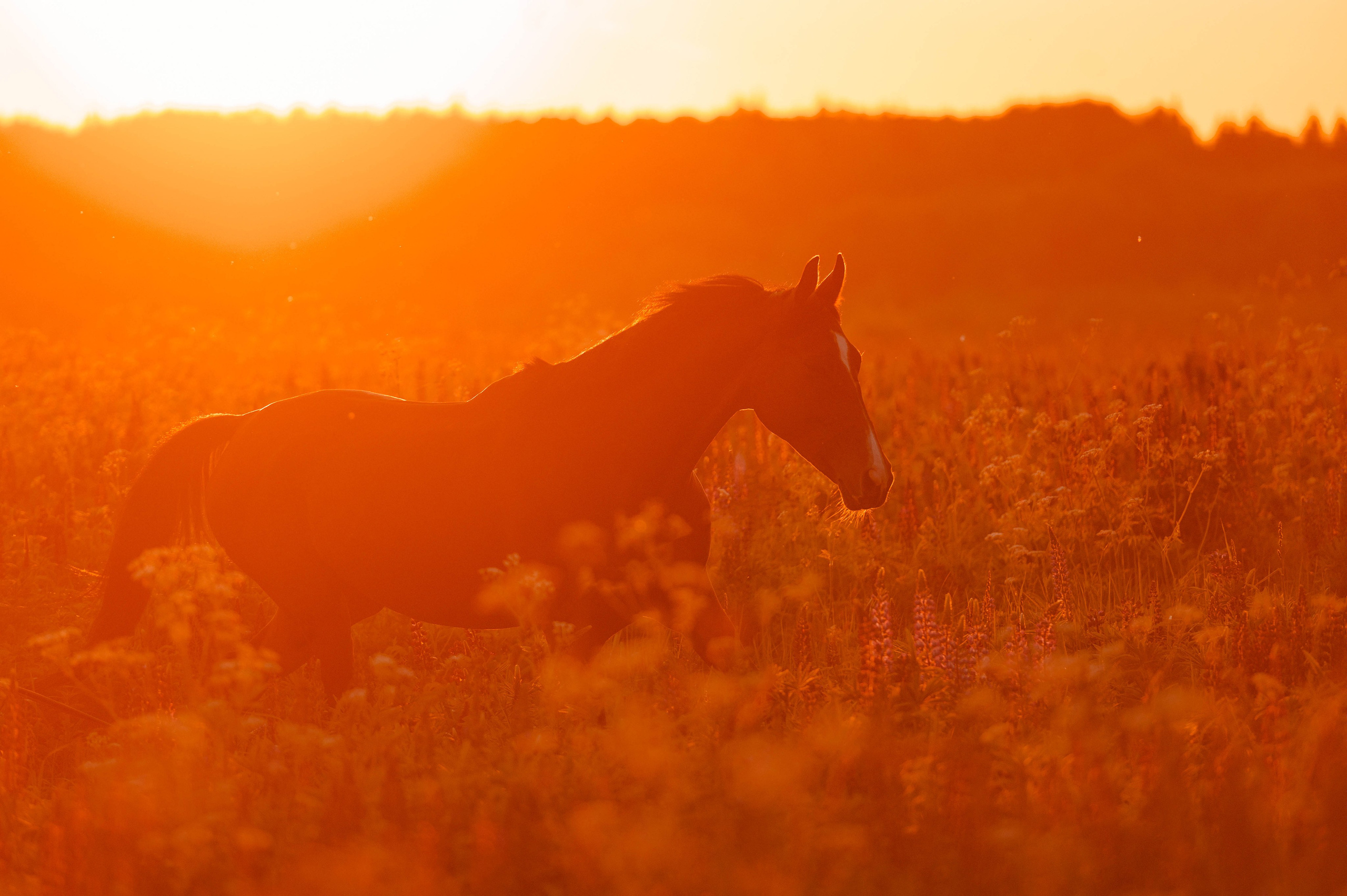 Ивори в закатных полях. Фотограф-анималист