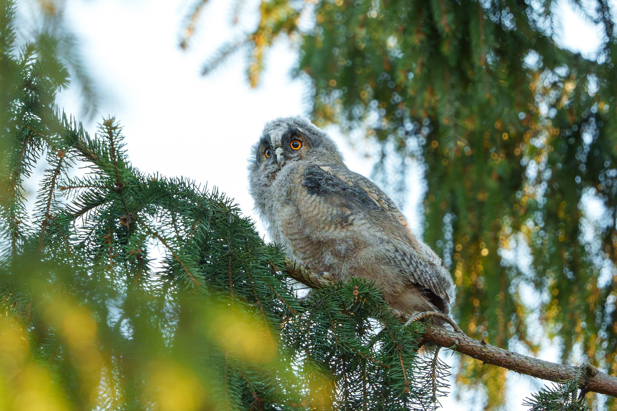 Удивительные мир птиц. Вокруг нас столько прекрасного — присмотритесь!. Ваш личный фотограф Марина Волкова