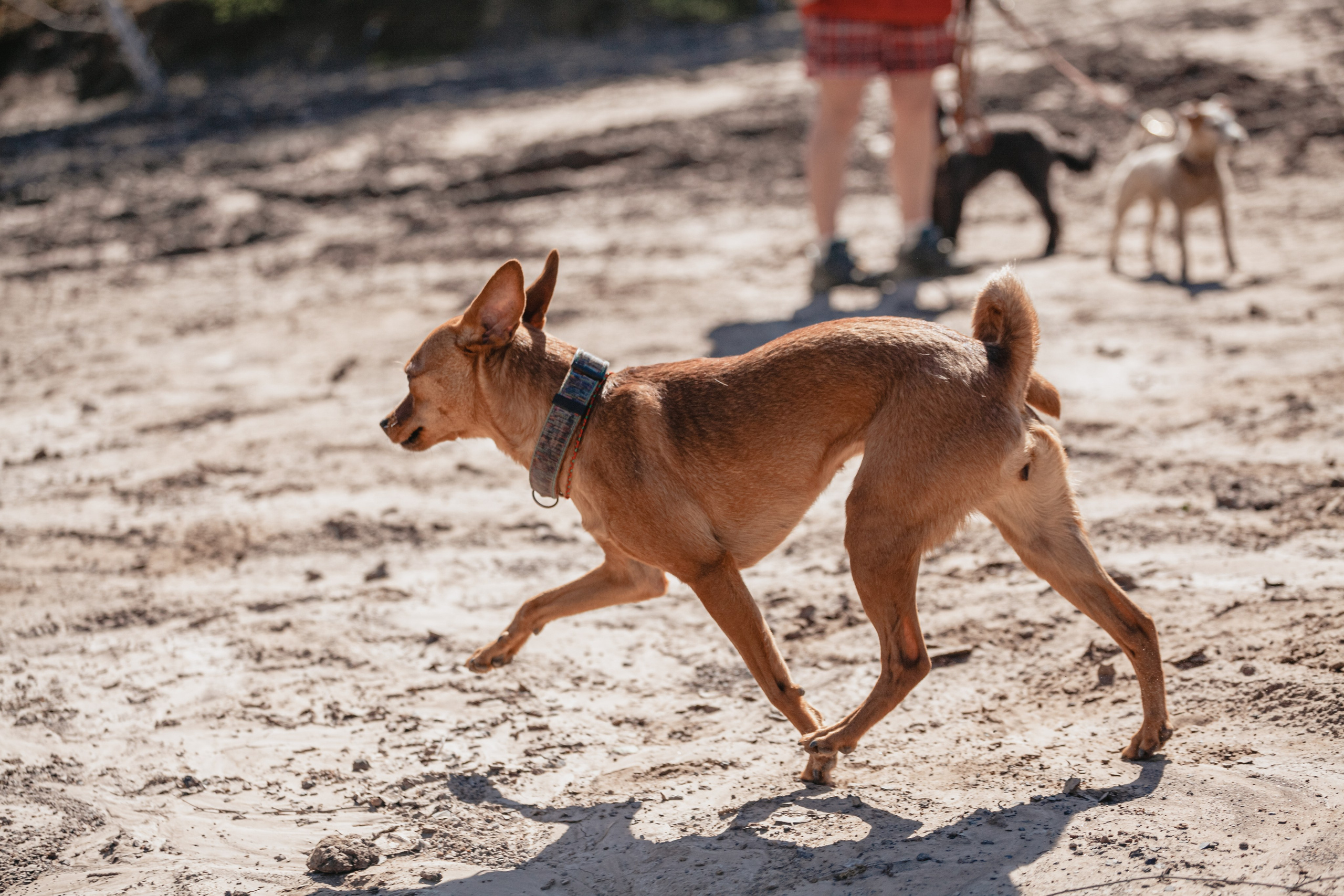 Кондуки. Фотограф-анималист Татьяна Степанова