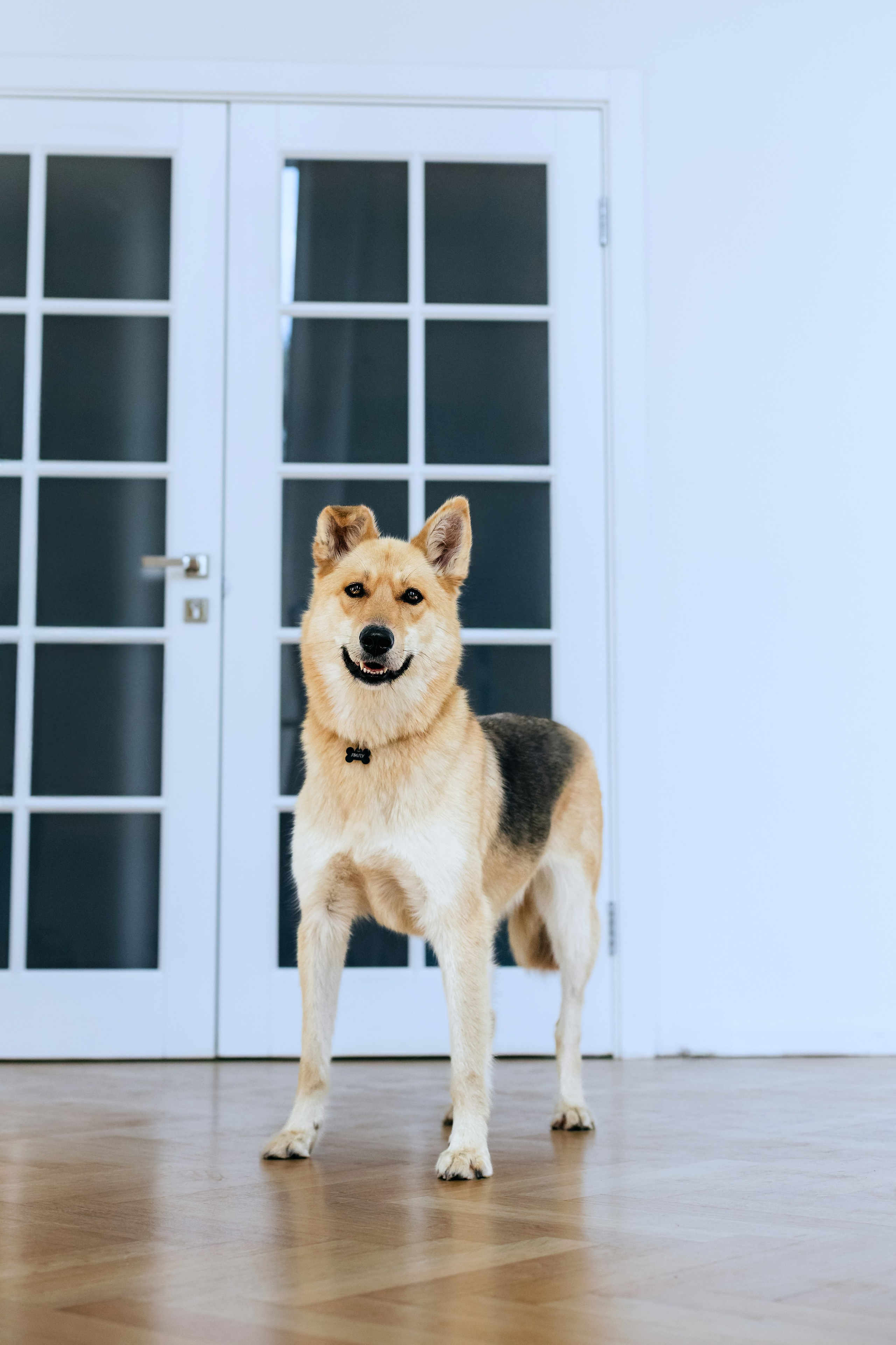 Студия лето 2025. Фотограф-анималист Татьяна Степанова