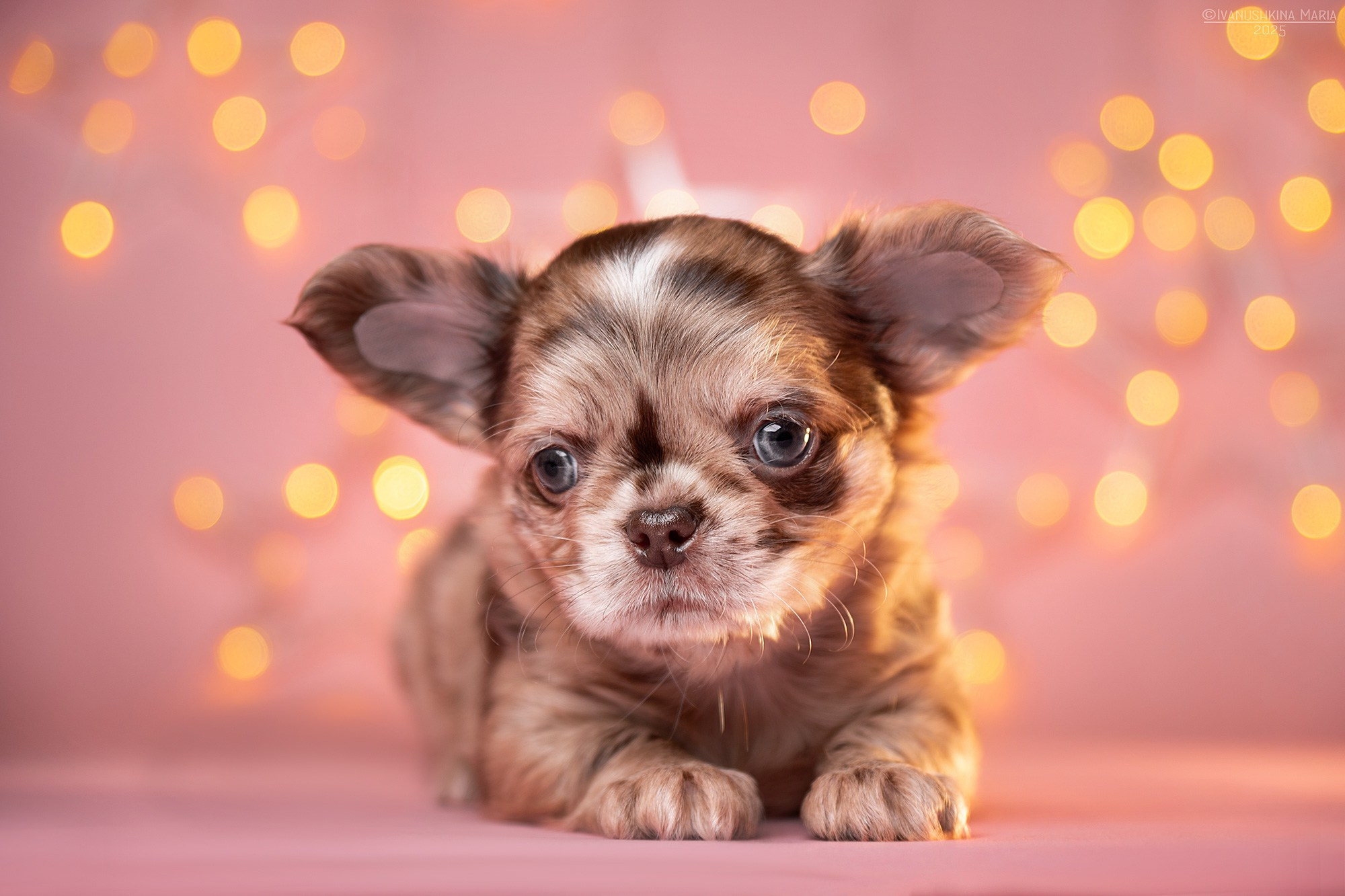 Фотосессия щенков на фонах. Фотограф собак в Москве и Московской области Иванушкина Мария