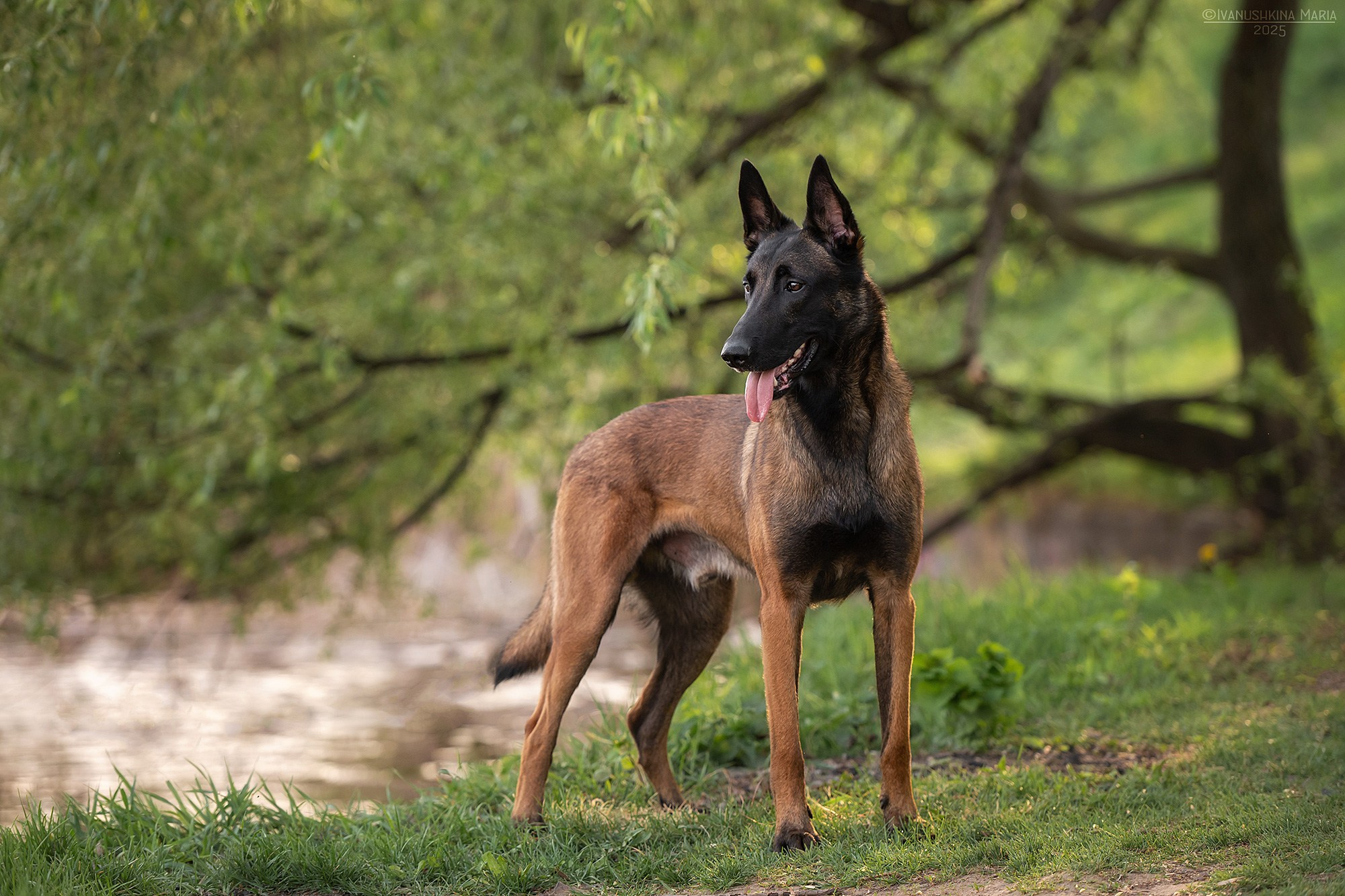 Фотограф-анималист. Фотограф собак в Москве и Московской области Иванушкина Мария