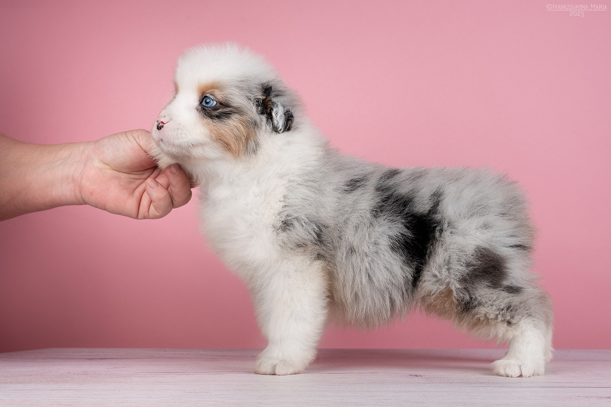 Экстерьерная фотосессия собаки. Фотограф собак в Москве и Московской области Иванушкина Мария