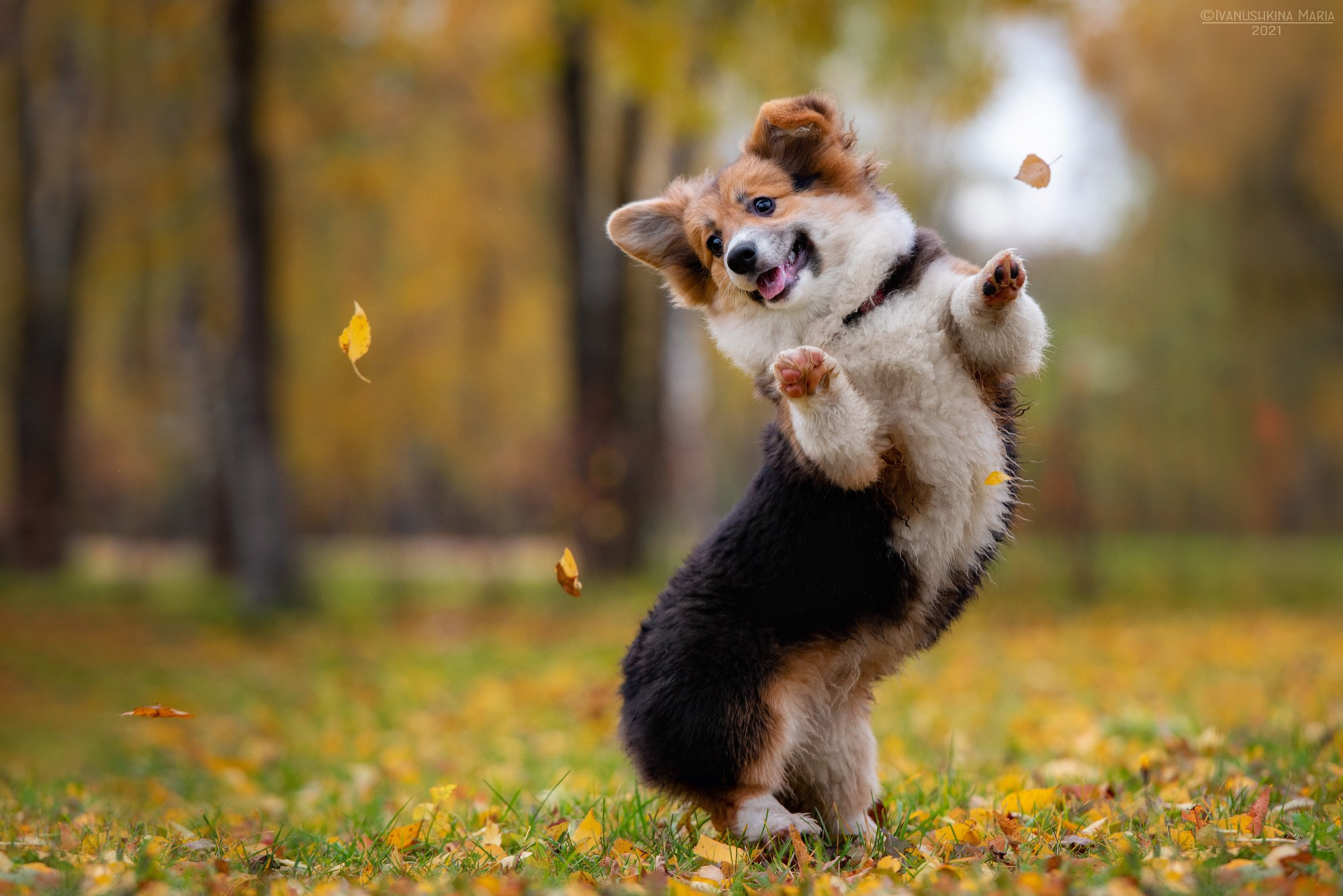 Фотосессия щенков на продажу. Фотограф собак в Москве и Московской области Иванушкина Мария