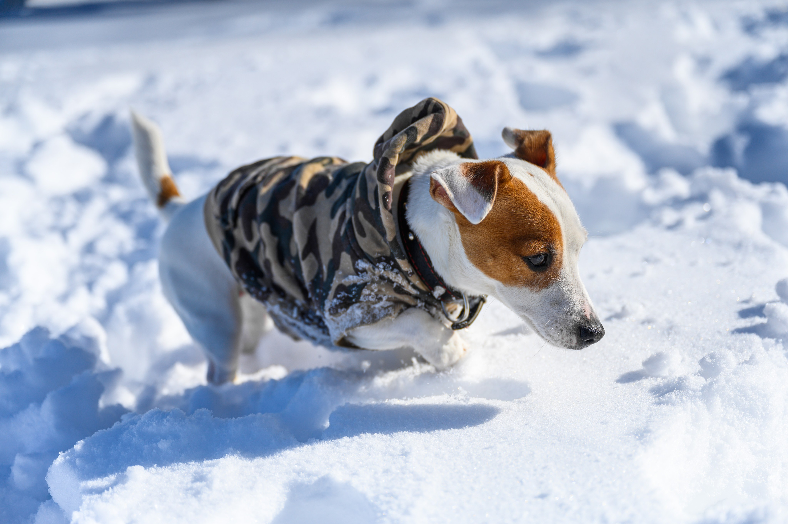 Джек Рассел. Bazarkom-photo.ru Фотограф Виктор Оськин в Старом Осколе