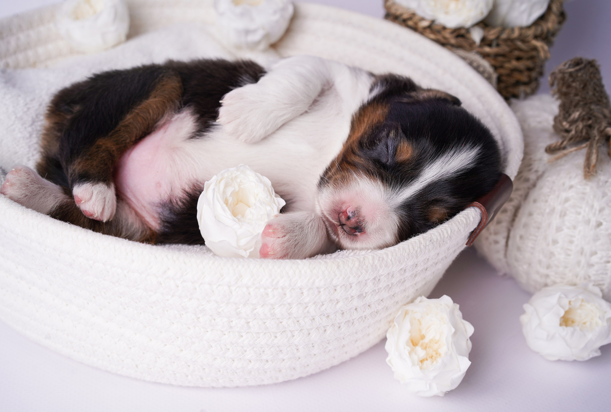 Щенки австралийской овчарки. Фотограф-анималист в Санкт-Петербурге Яна Мартынова