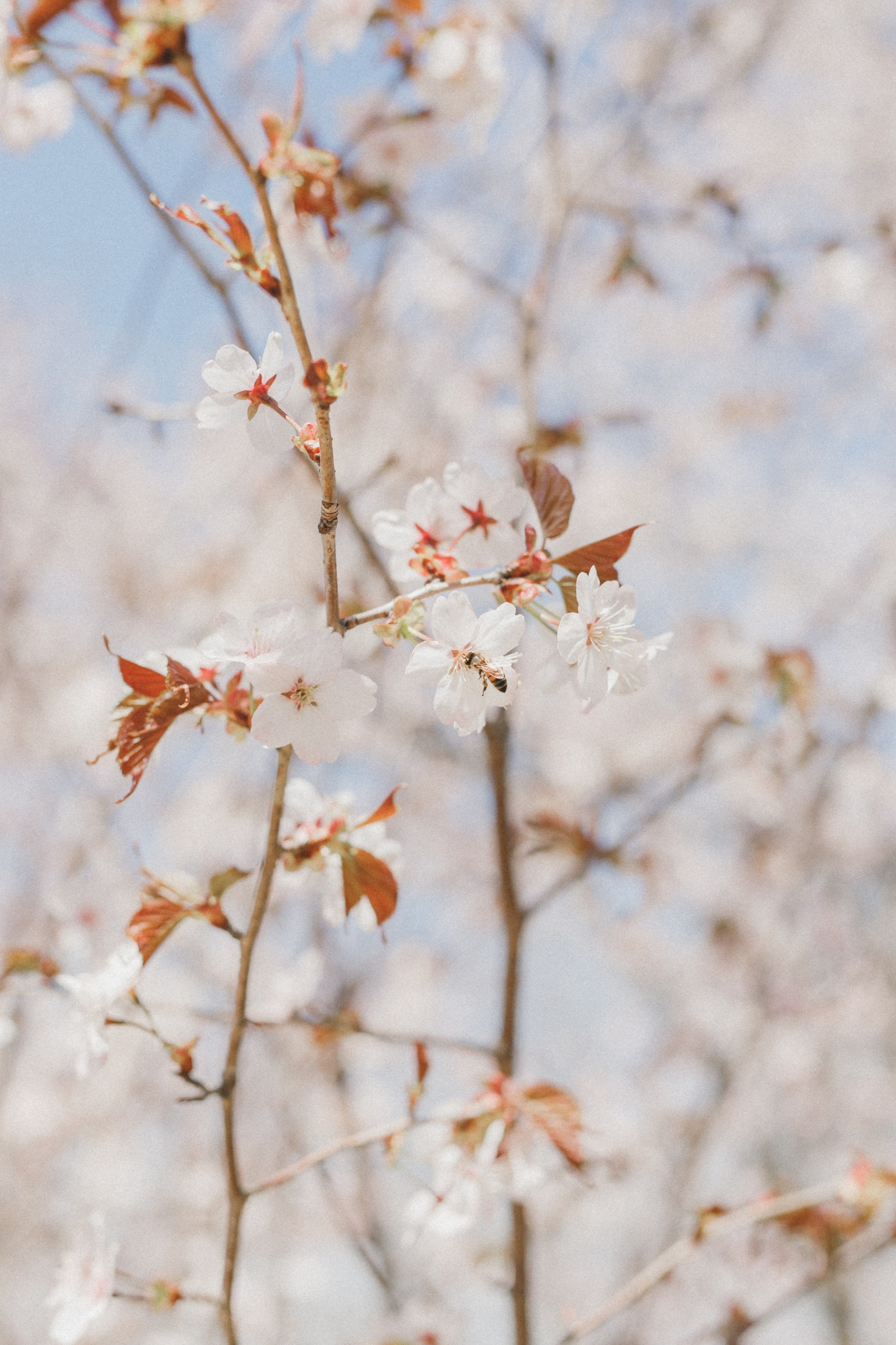 Весна и любовь ♡. Свадебный и семейный фотограф во Владивостоке Овчинникова Дарья