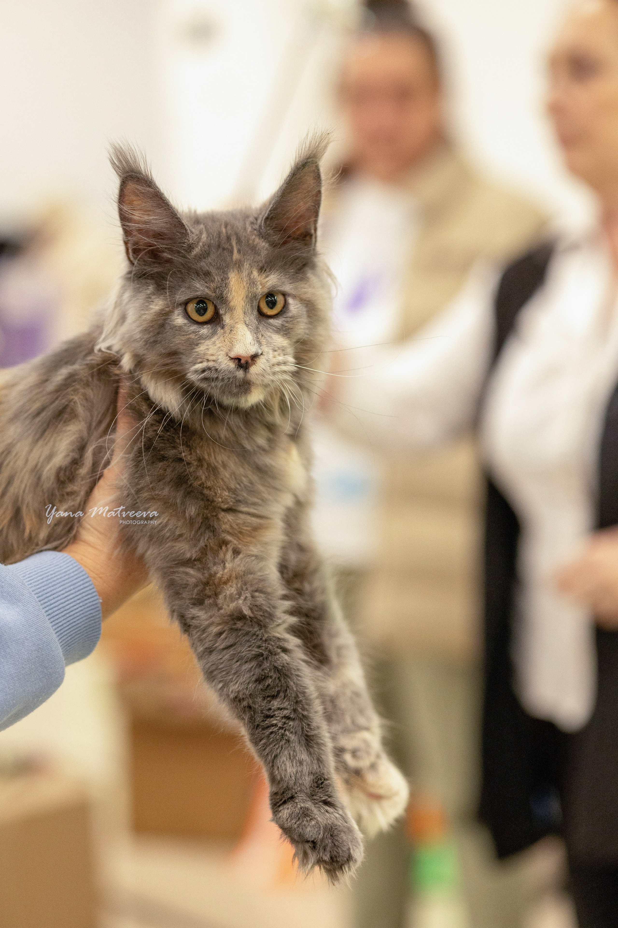 Кошки. Фотограф Яна Матвеева в Ижевске