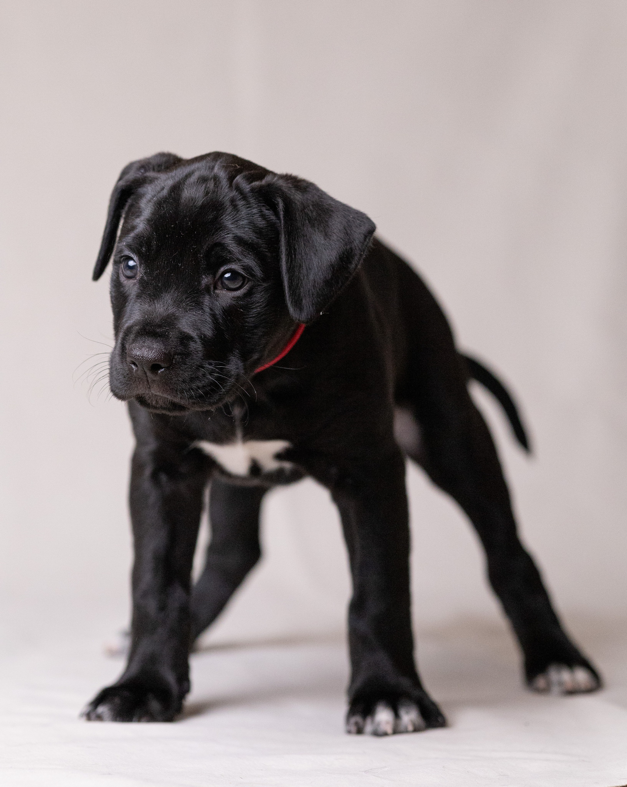 Щенки. Фотограф Яна Матвеева в Ижевске