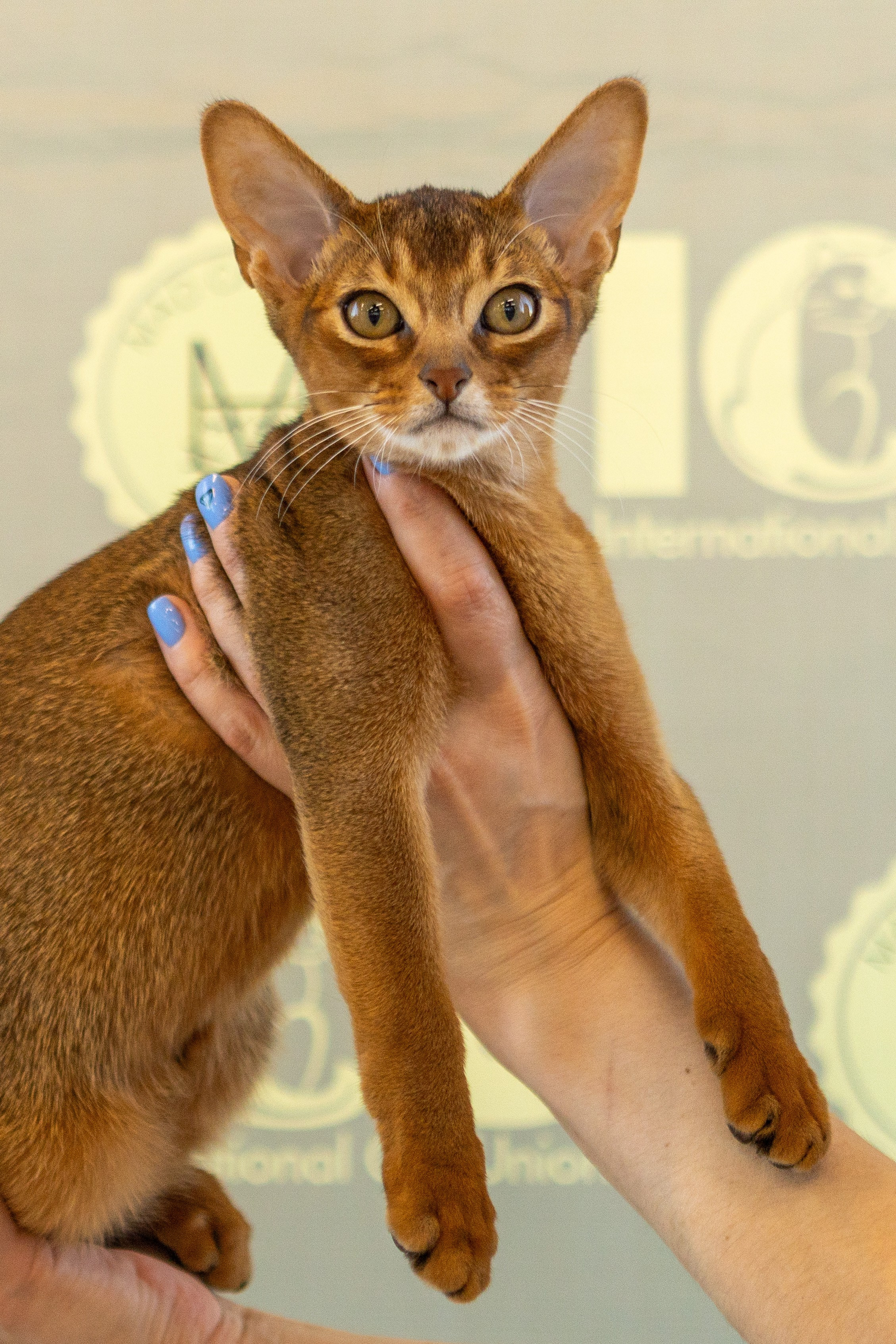 Котята. Фотограф Яна Матвеева в Ижевске