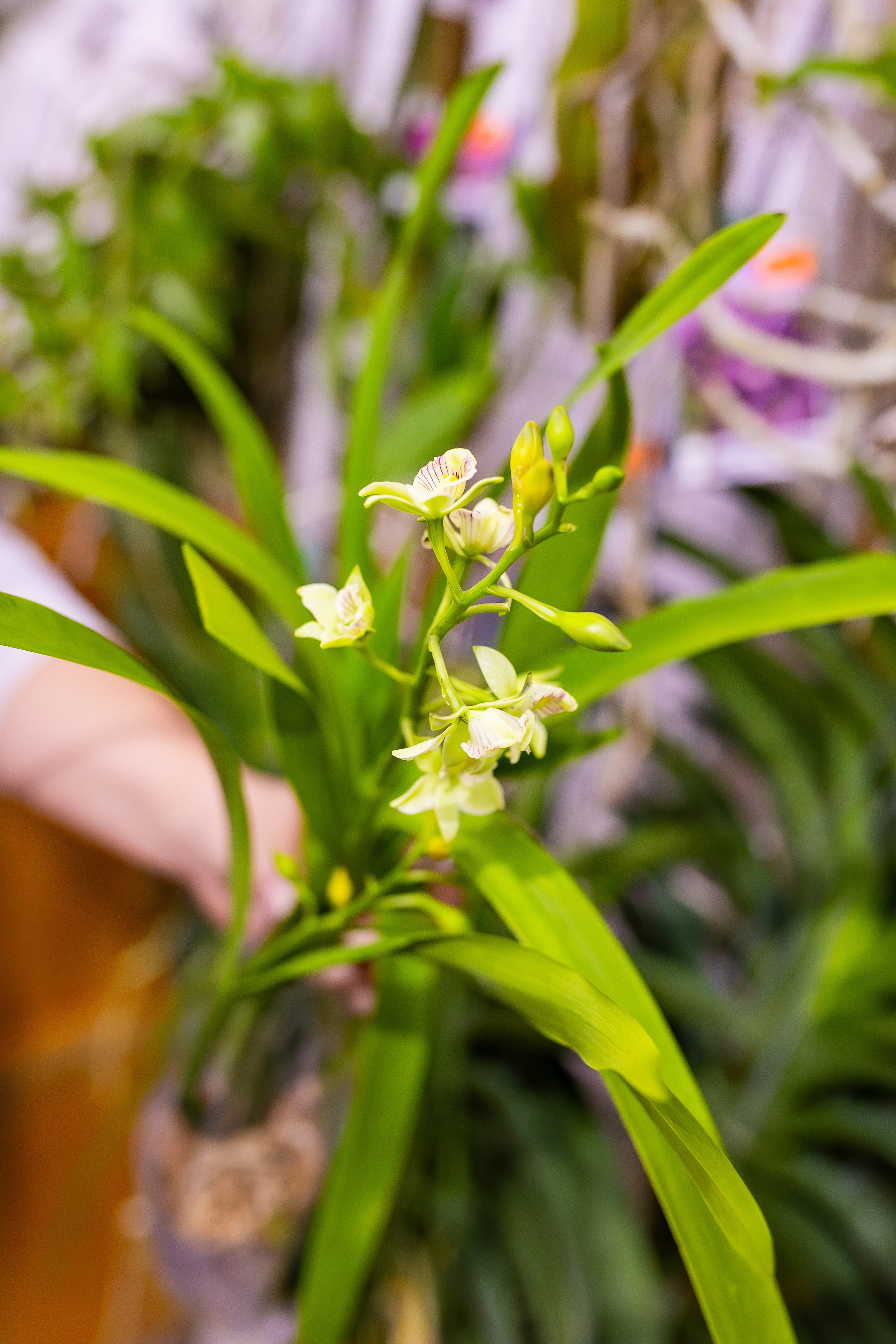 Орхидиум сентябрь 2025. Александра Куликова фотограф, Москва