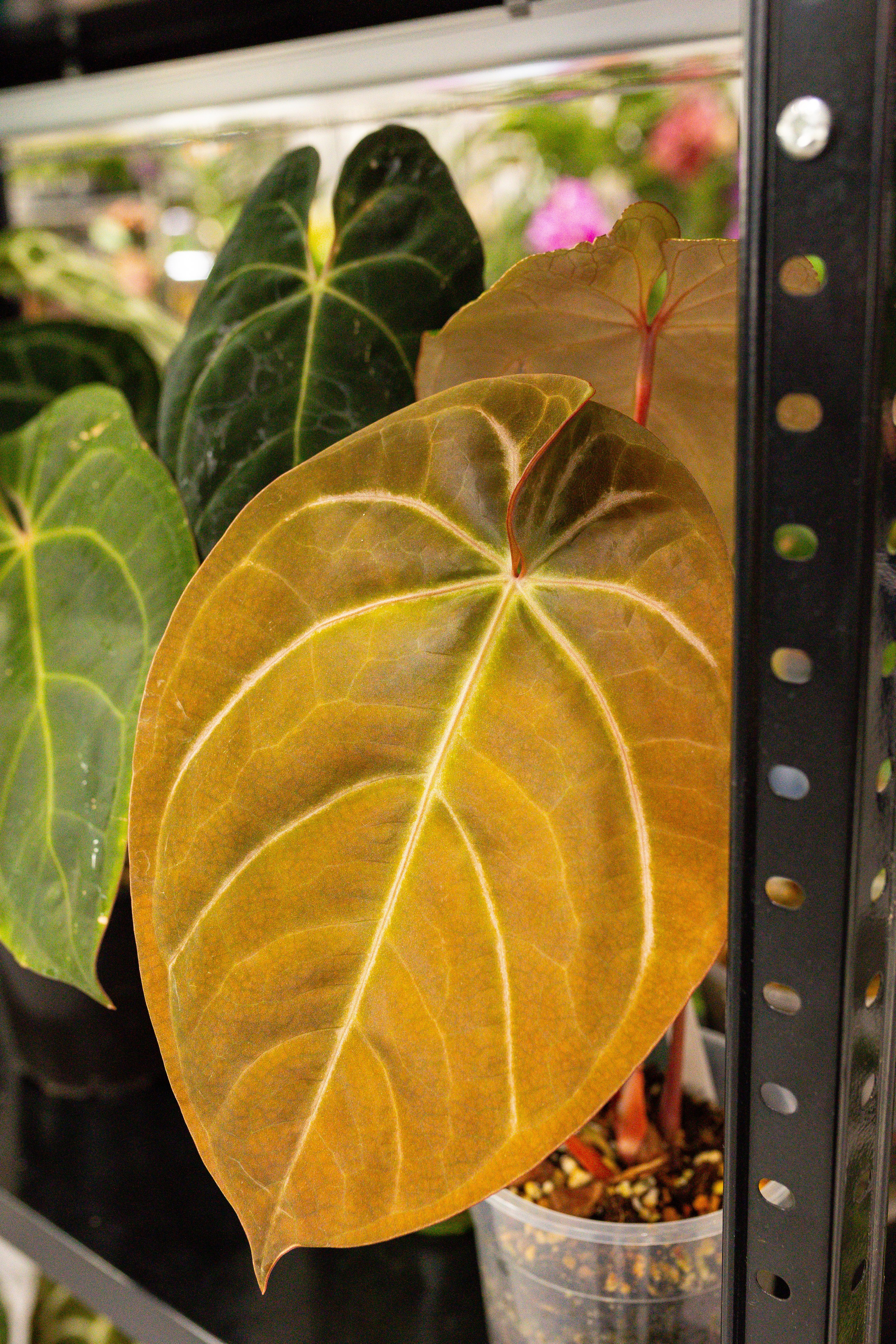 Орхидиум сентябрь 2025. Александра Куликова фотограф, Москва