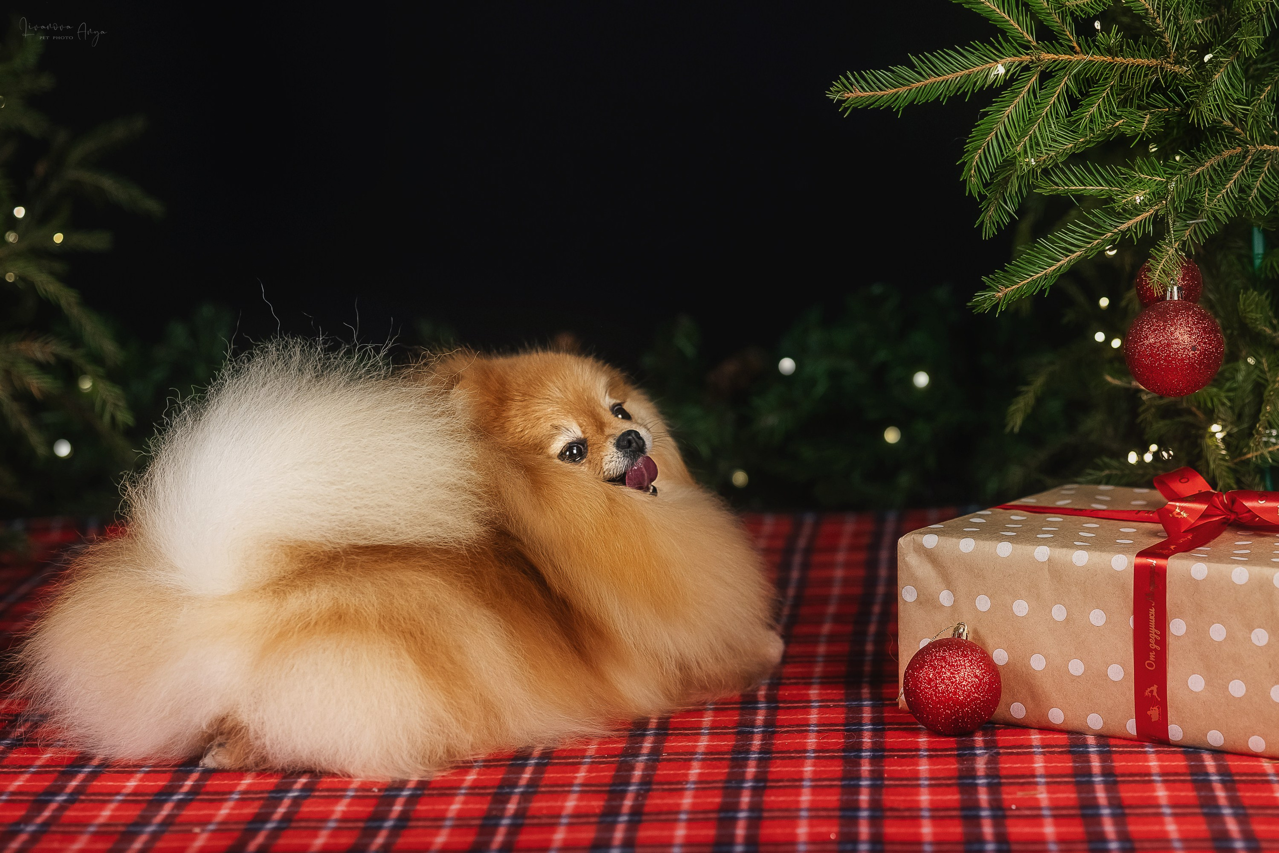 Фотодень_2 2025. Фотограф анималист Аня Ливанова | Рыбинск