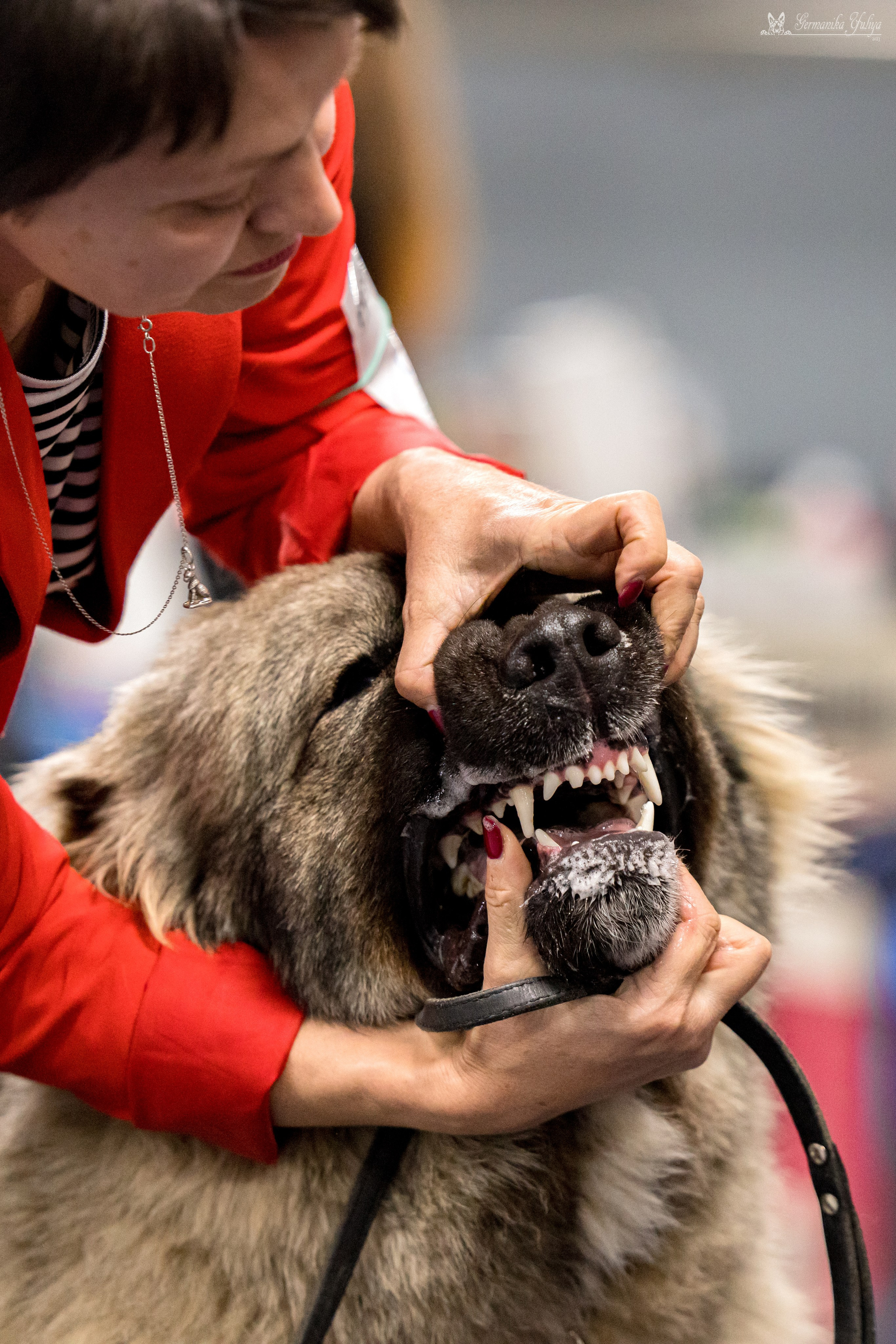 Сфера 29.10,Крокус 4.11,Сфера 12.11.2023. Фотограф-анималист Юлия Германика