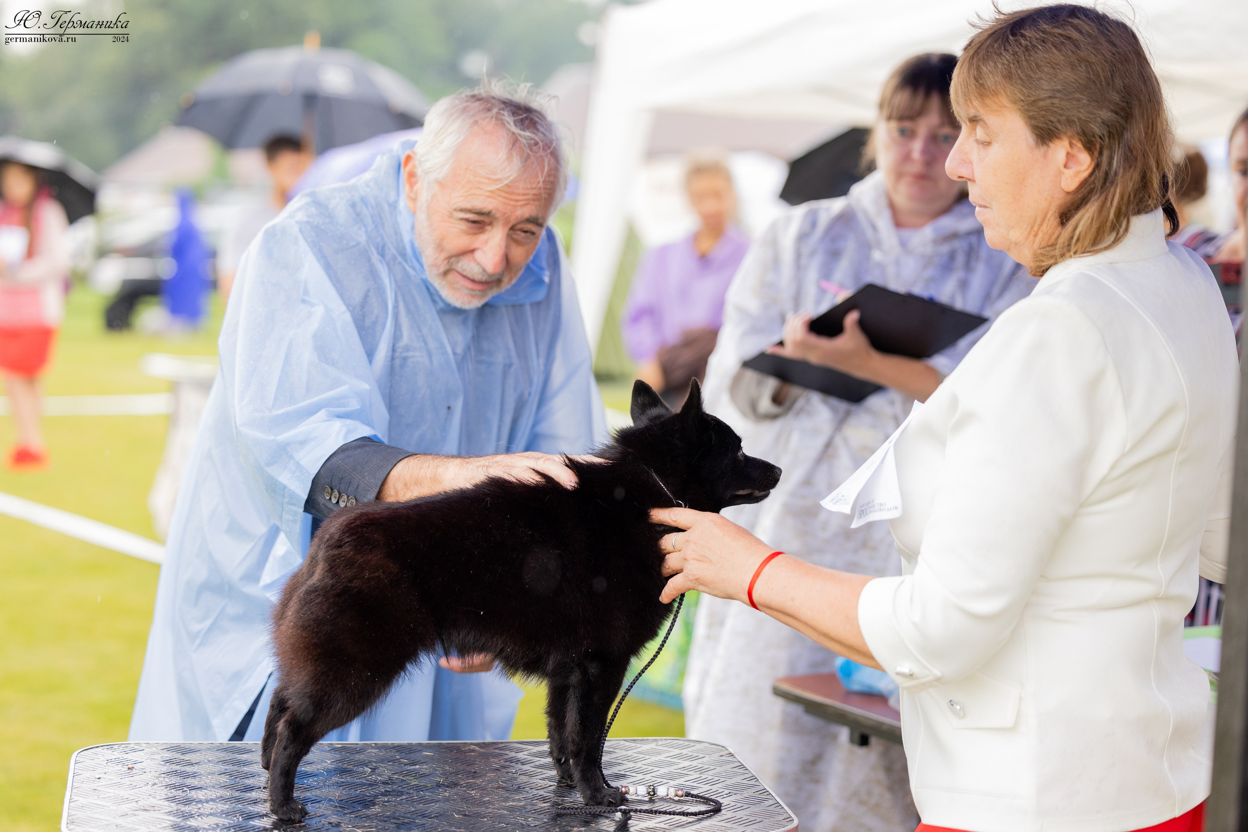 Ярославль 21.07.24 и Балашиха 13.07.24. Фотограф-анималист Юлия Германика
