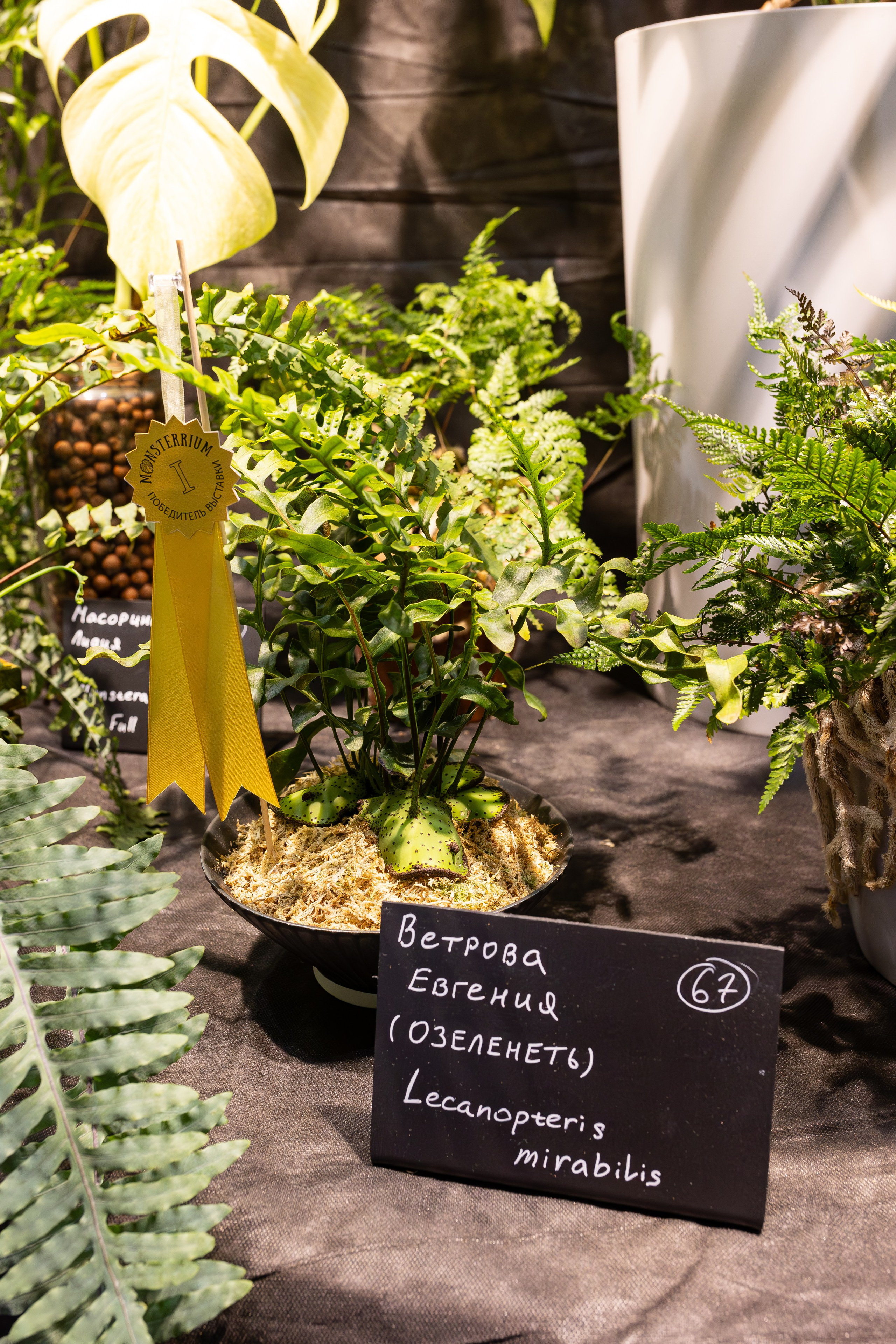 Монстериум 11–12 октября. Александра Куликова фотограф, Москва