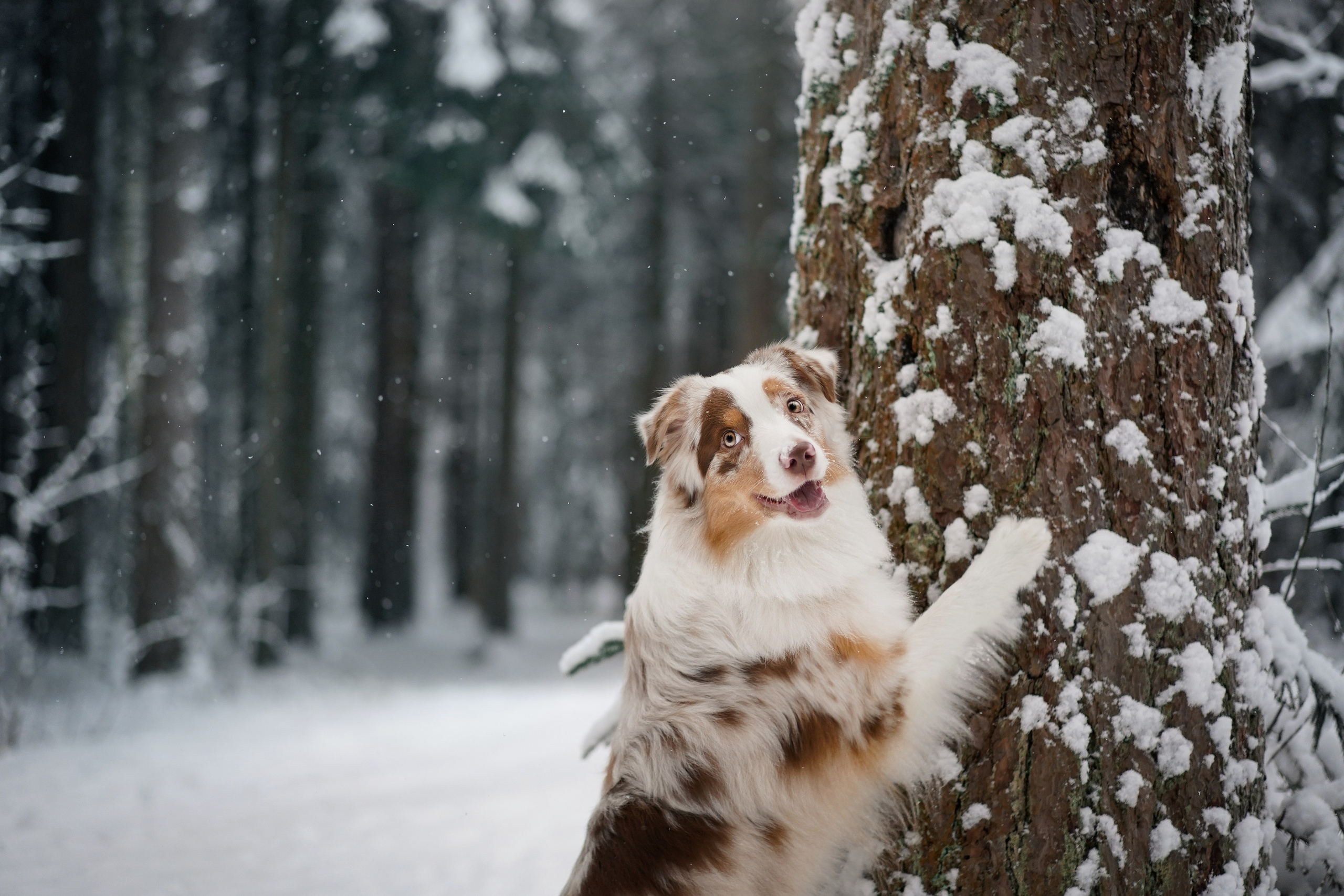 Панда. Фотограф-анималист в Санкт-Петербурге Яна Мартынова