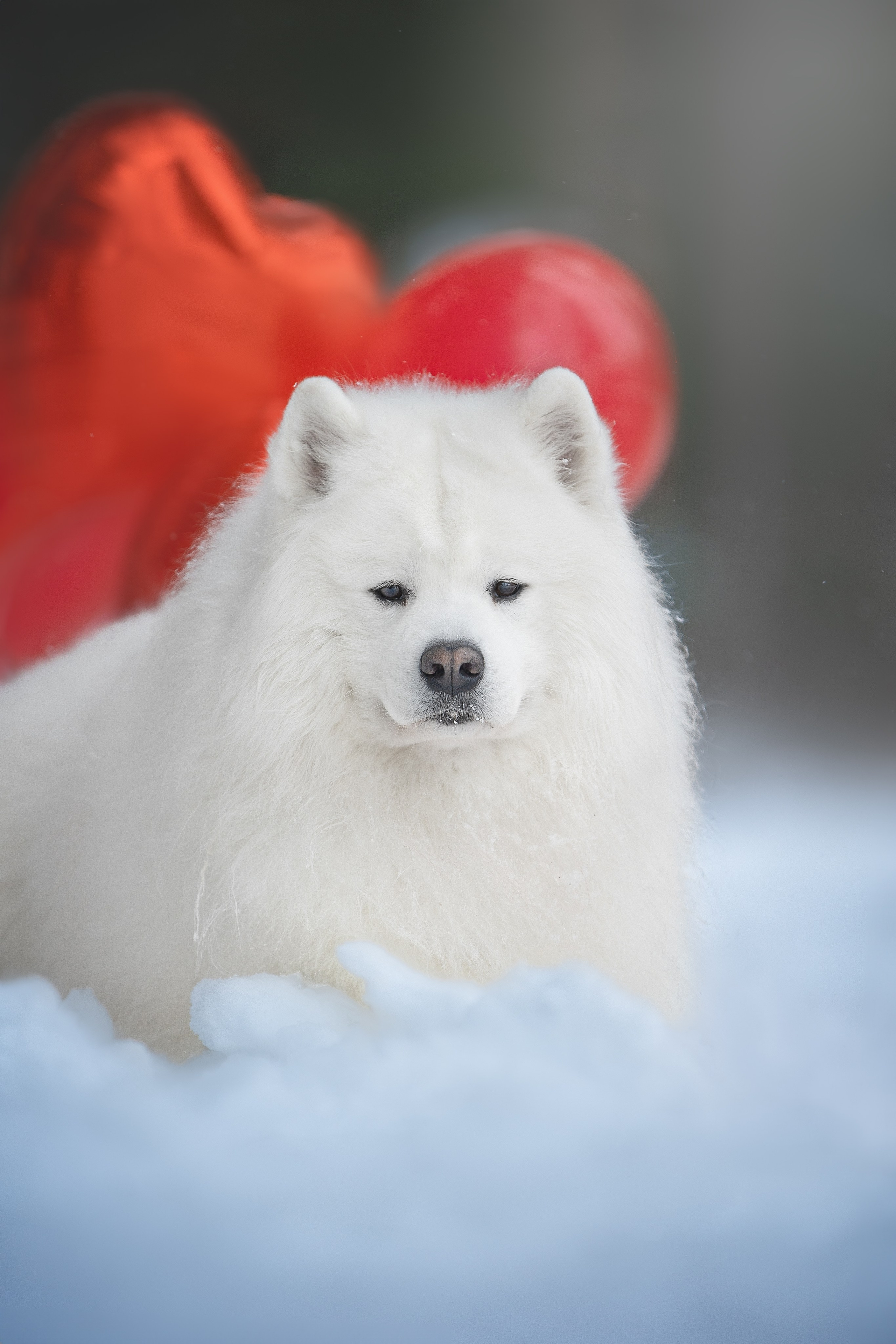 Самоедские мальчишки. Фотограф анималист в Москве Майорова Евгения