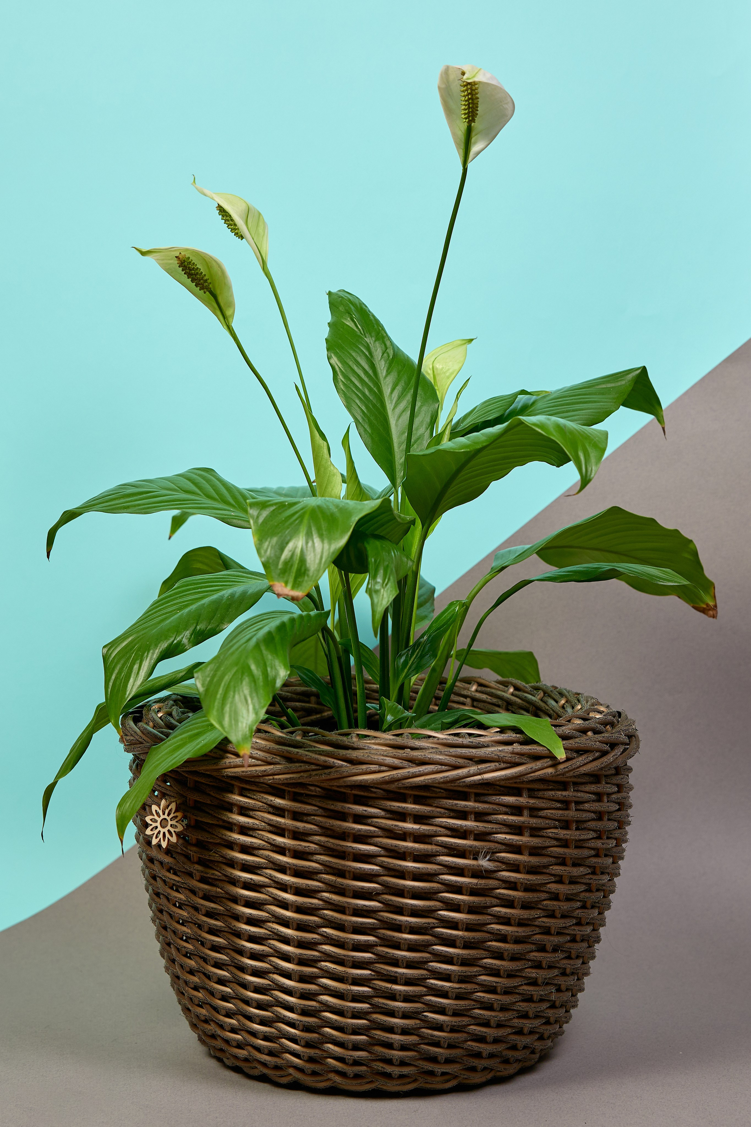 Фотосъёмка для маркетплейсов. Предметный и репортажный фотограф Алексей Кротов