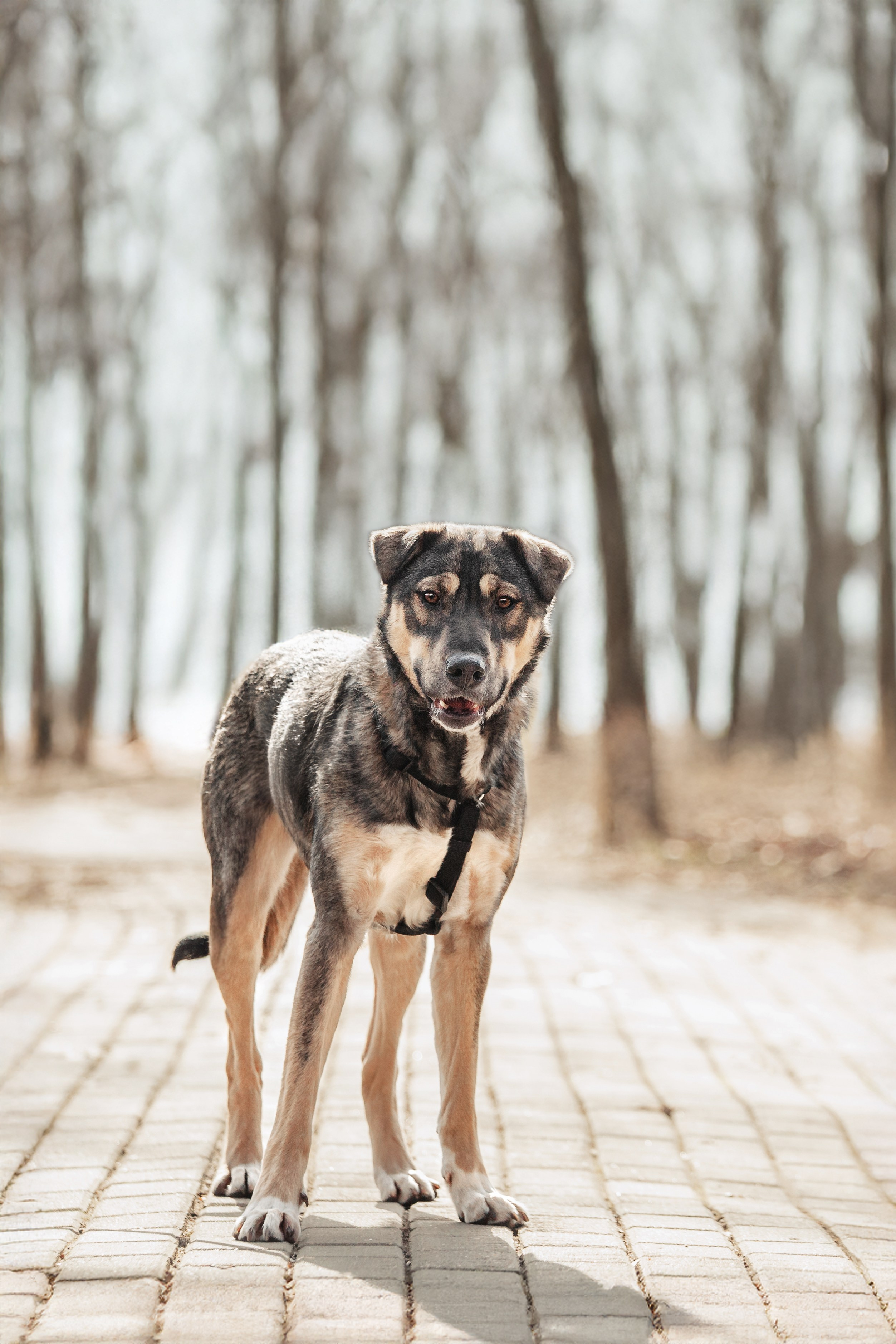 Собаки из приюта Дубовая роща весна 2025. Фотограф-анималист Татьяна Степанова
