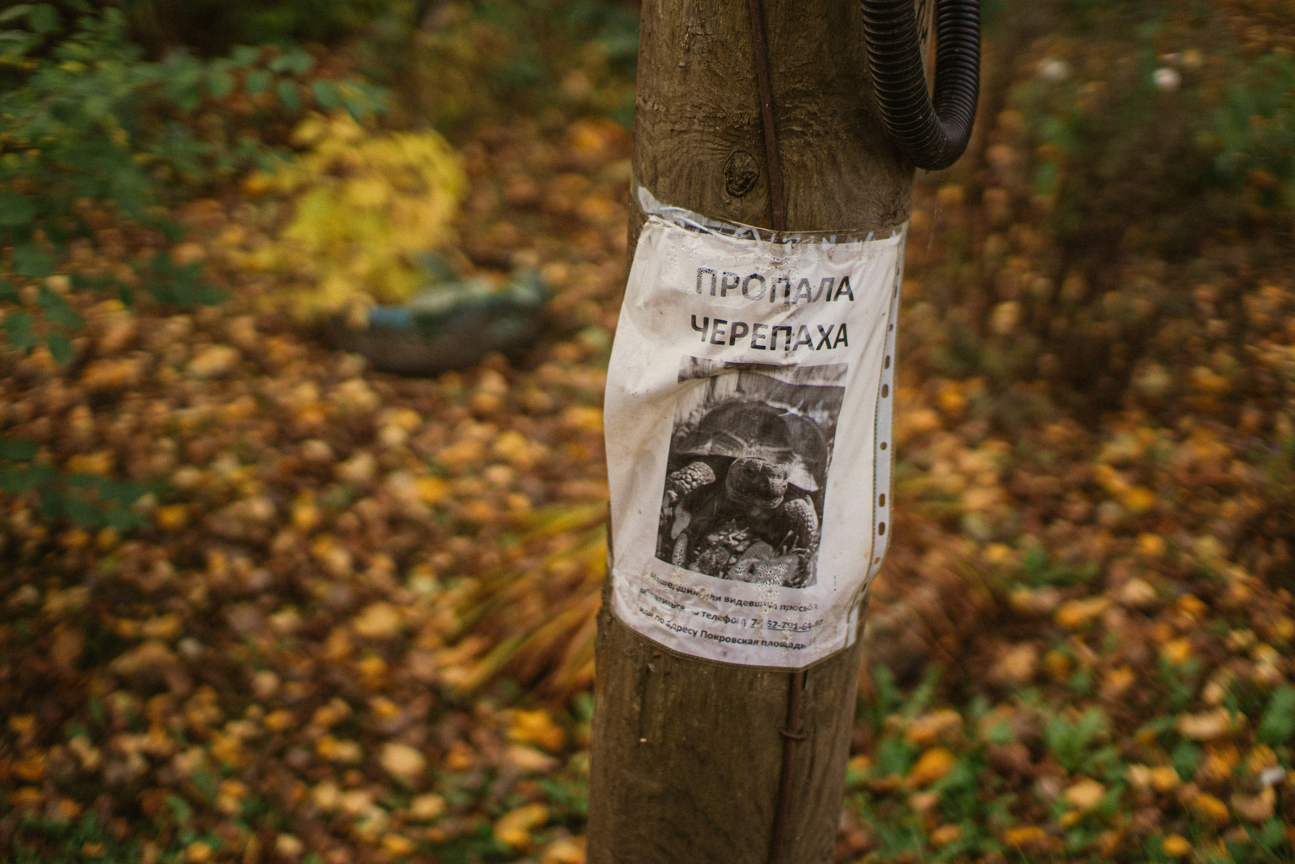 Автопутешествие по России на Range Rover, Discovery , Defender. Жуков Илья  свадебный фотограф в Москве