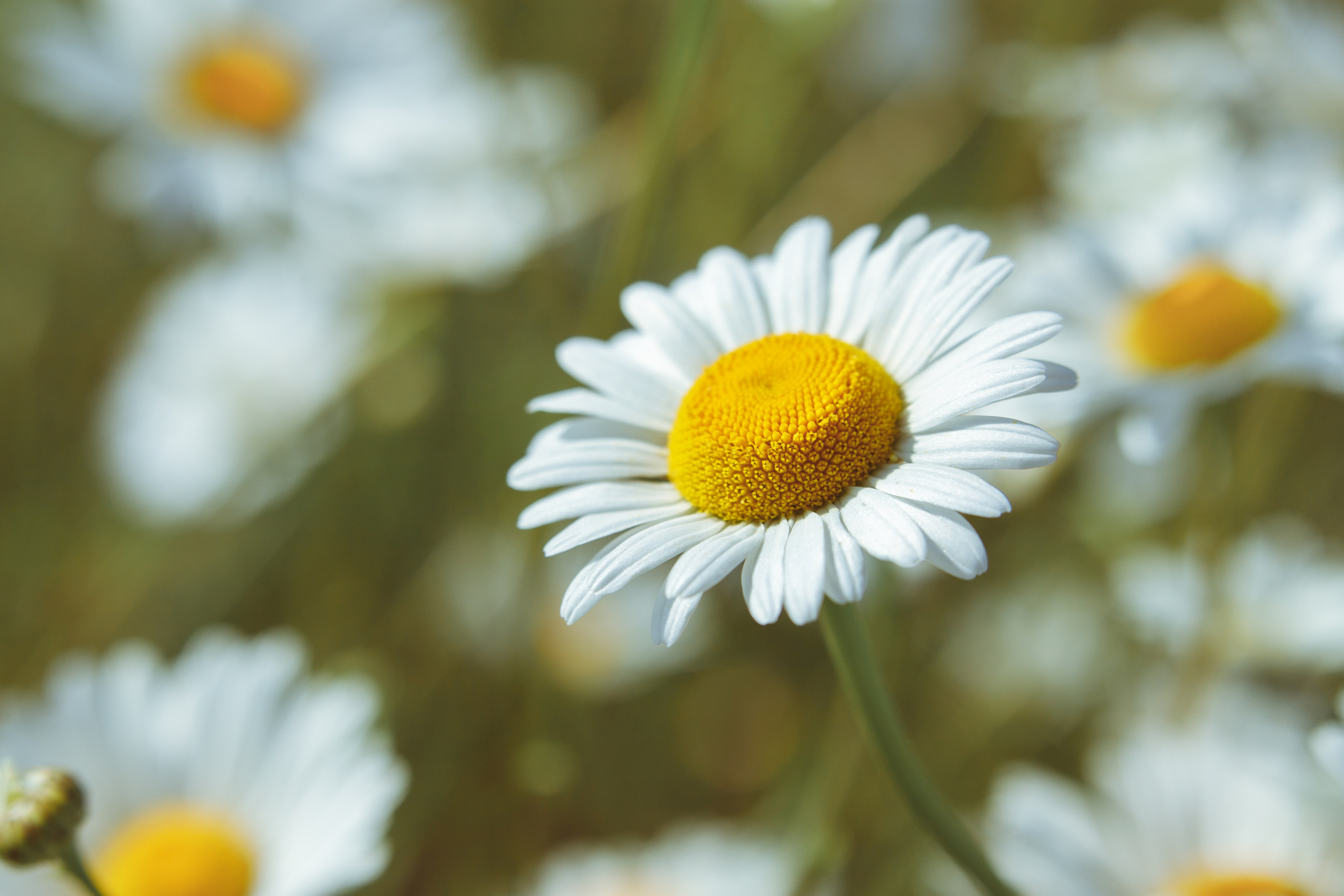 Nature. Артем Корнев Фотограф