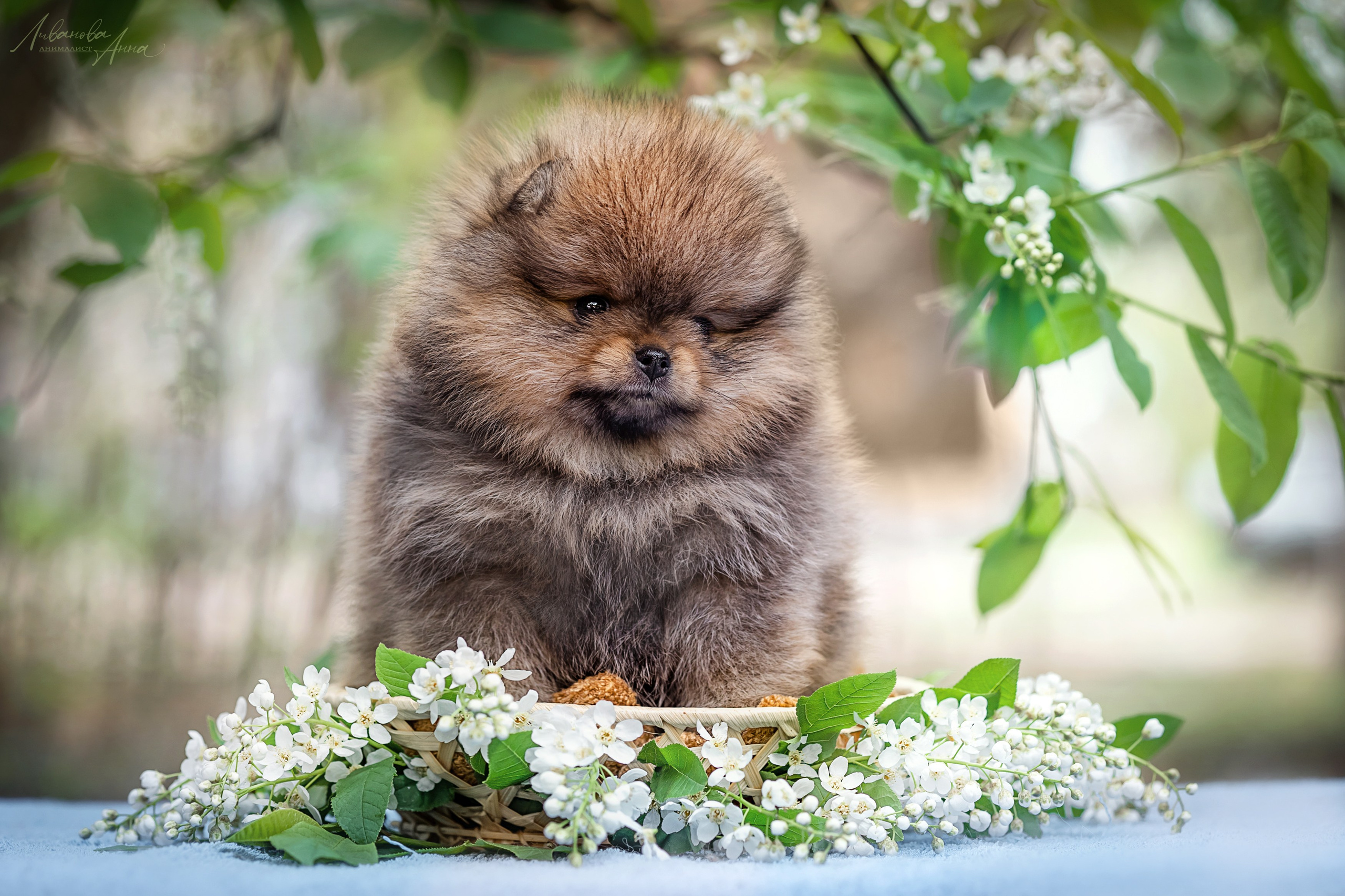 Шпицы. Фотограф анималист Аня Ливанова | Рыбинск