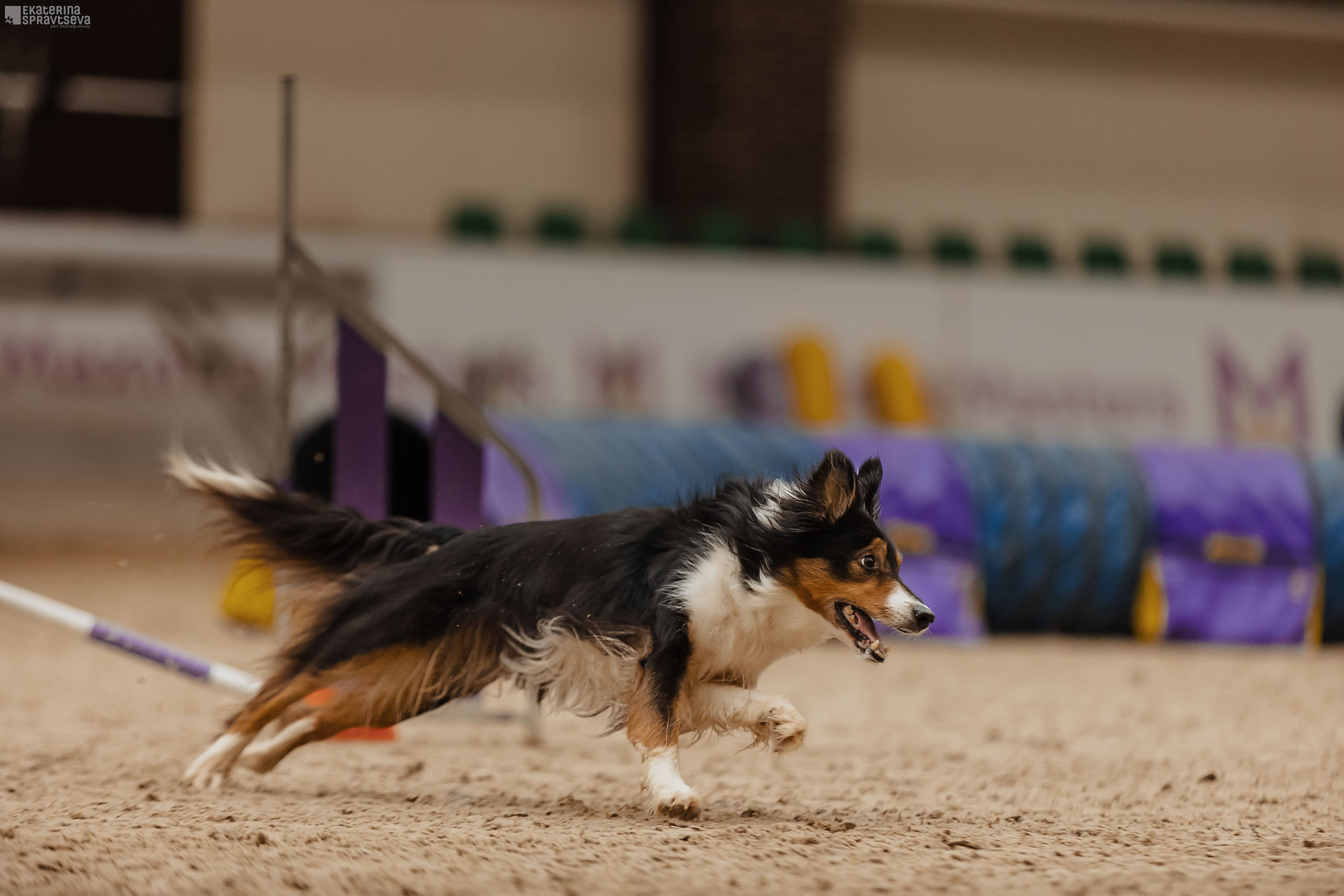 ЧРКФ Аджилити в Максима. Фотограф Анималист Екатерина Справцева в Нижнем Новгороде
