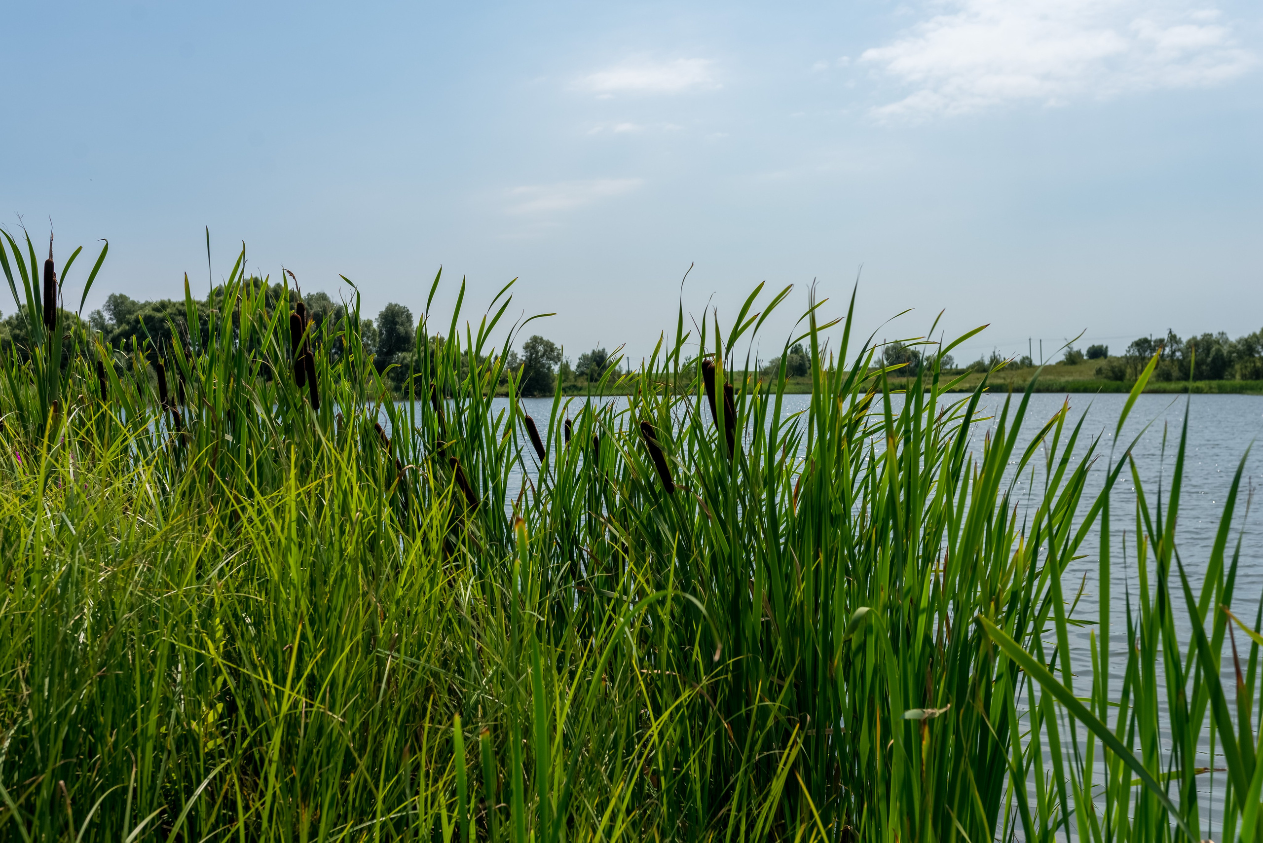 Деревня Барышье. Женский фотограф Крещение Венчание Москва Брянск