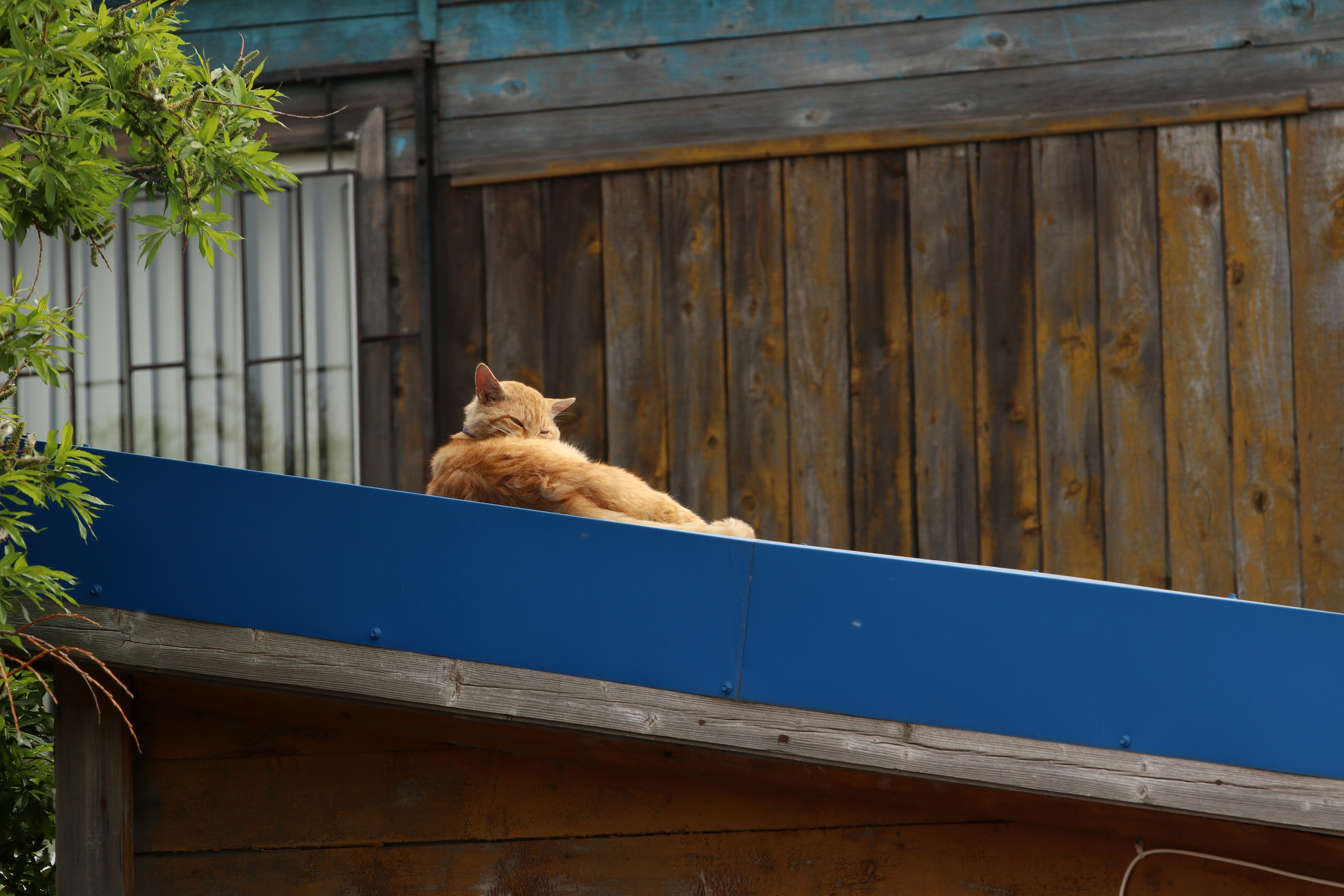 Камчатка и о. Парамушир. Июль 2024. Путешественник-фотограф из Санкт-Петербурга Татьяна Свистулина